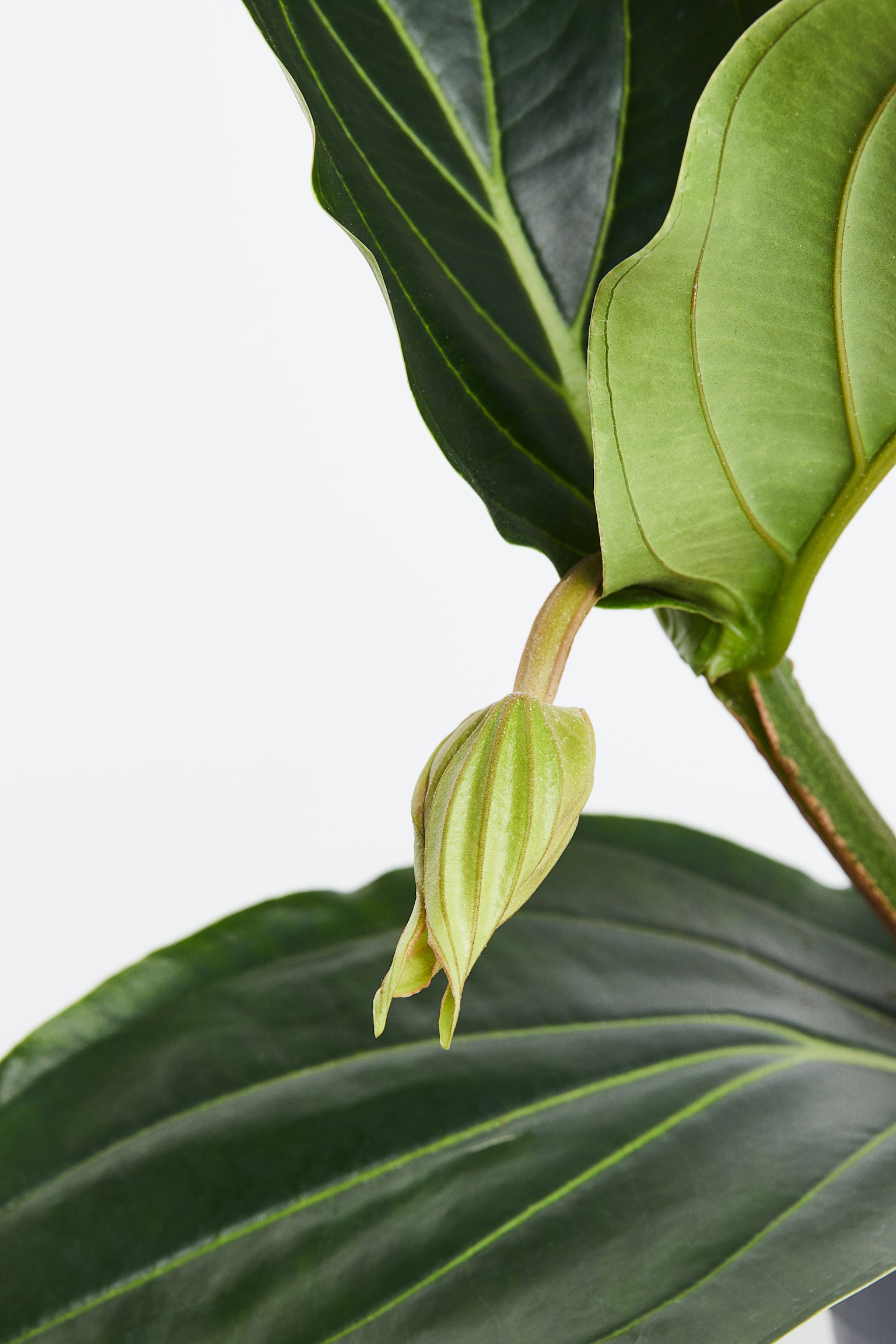 Medinilla Magnifica - H 40cm - 2