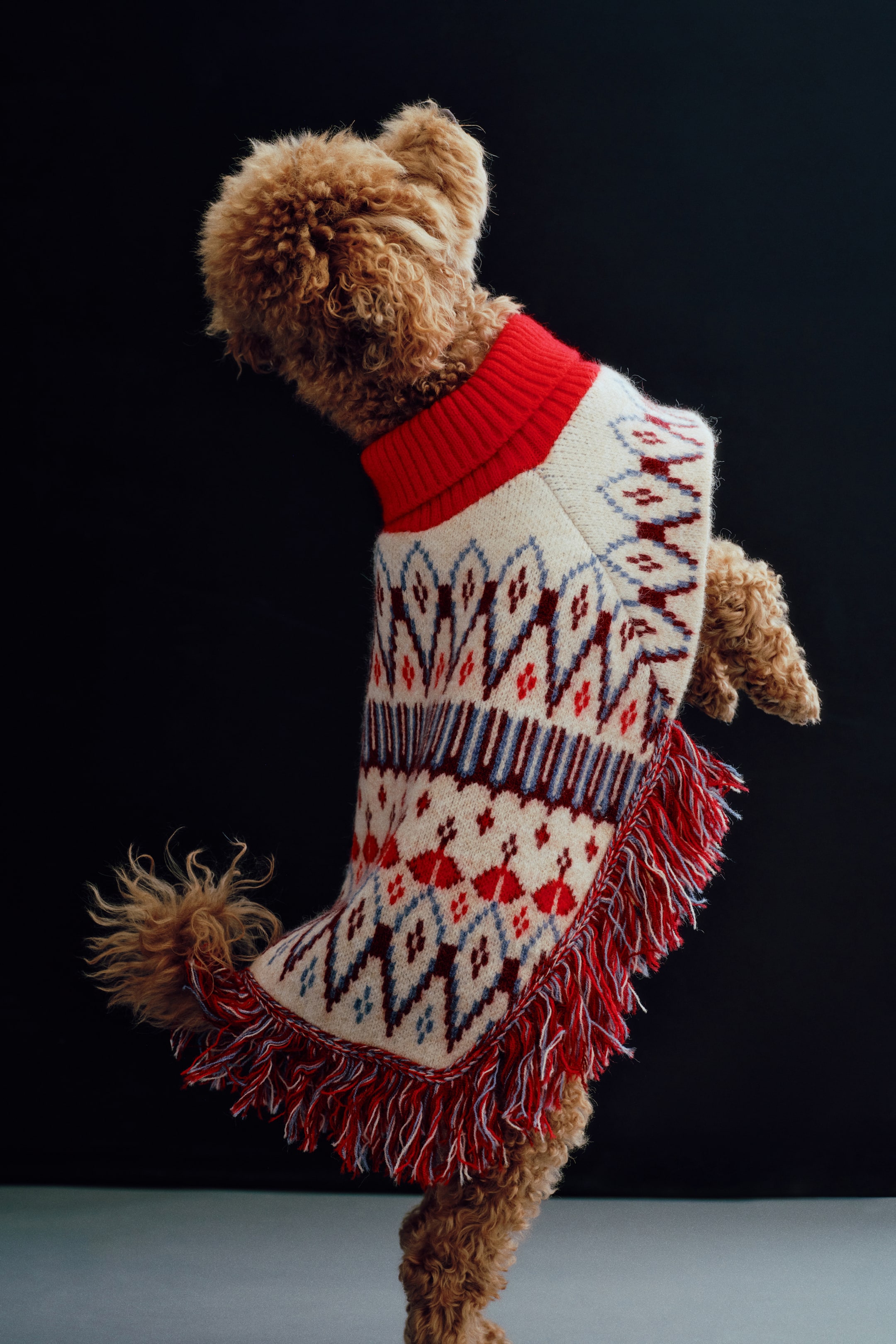 Grösseres Bild ansehen: Ein Hundemantel aus cremefarbenem Jacquard-Strick mit roten und blauen geometrischen Mustern liegt locker über einem braunen Hund, der nach links blickt, und zeigt Passform und Design. Der Mantel verfügt über einen dicken, roten Rollkragen in Rippstrick sowie einen mehrfarbigen Fransenbesatz am unteren Saum.