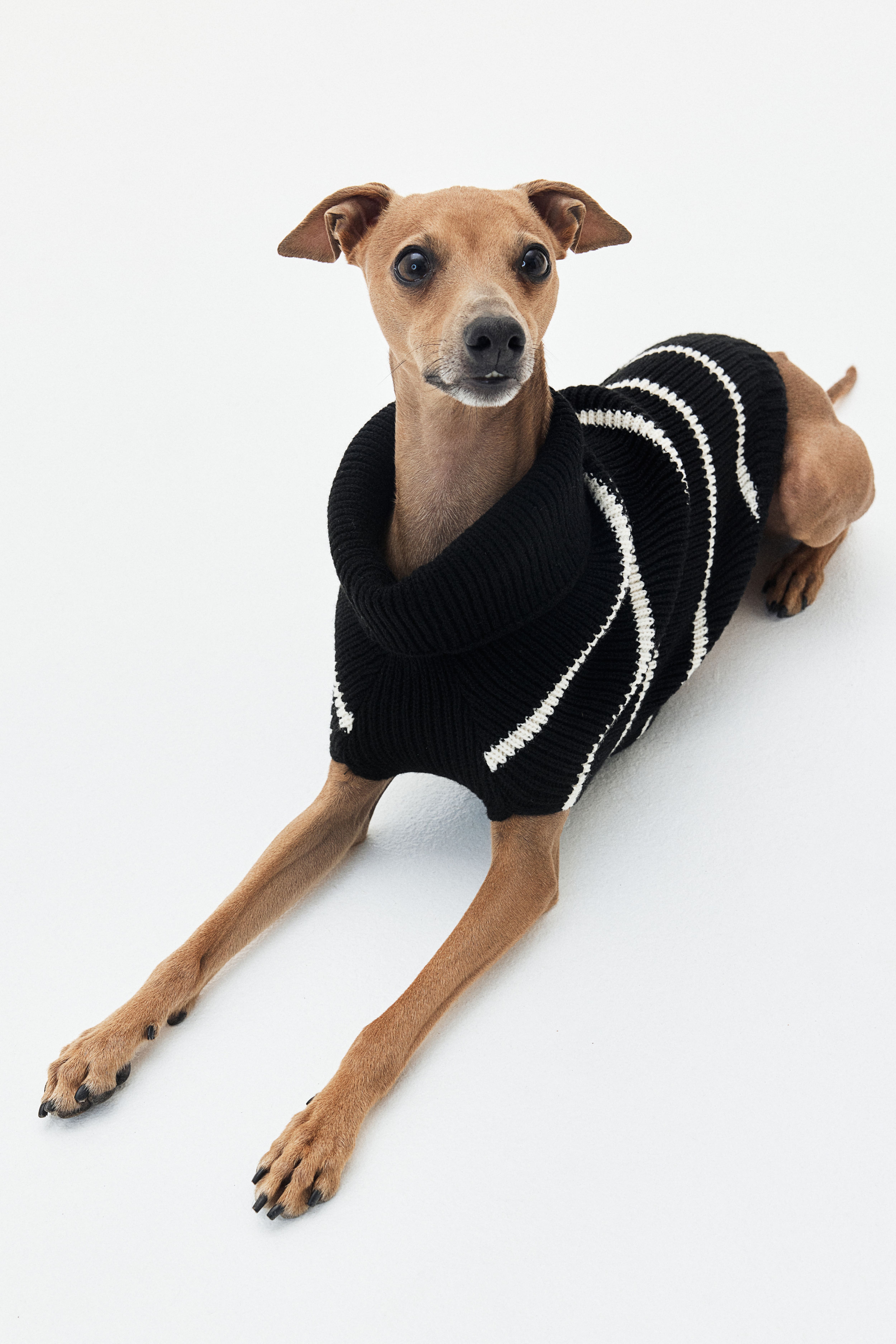 B and m dog jumpers hotsell