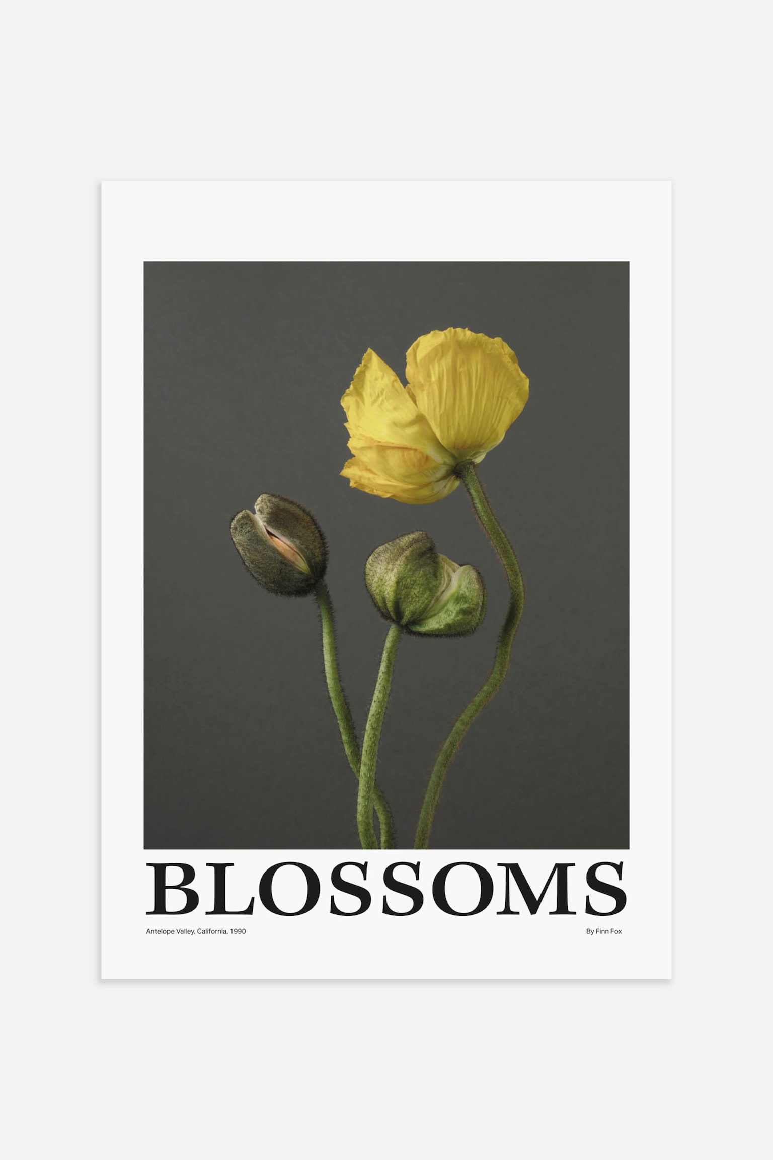 Blossoms Poster - Gray