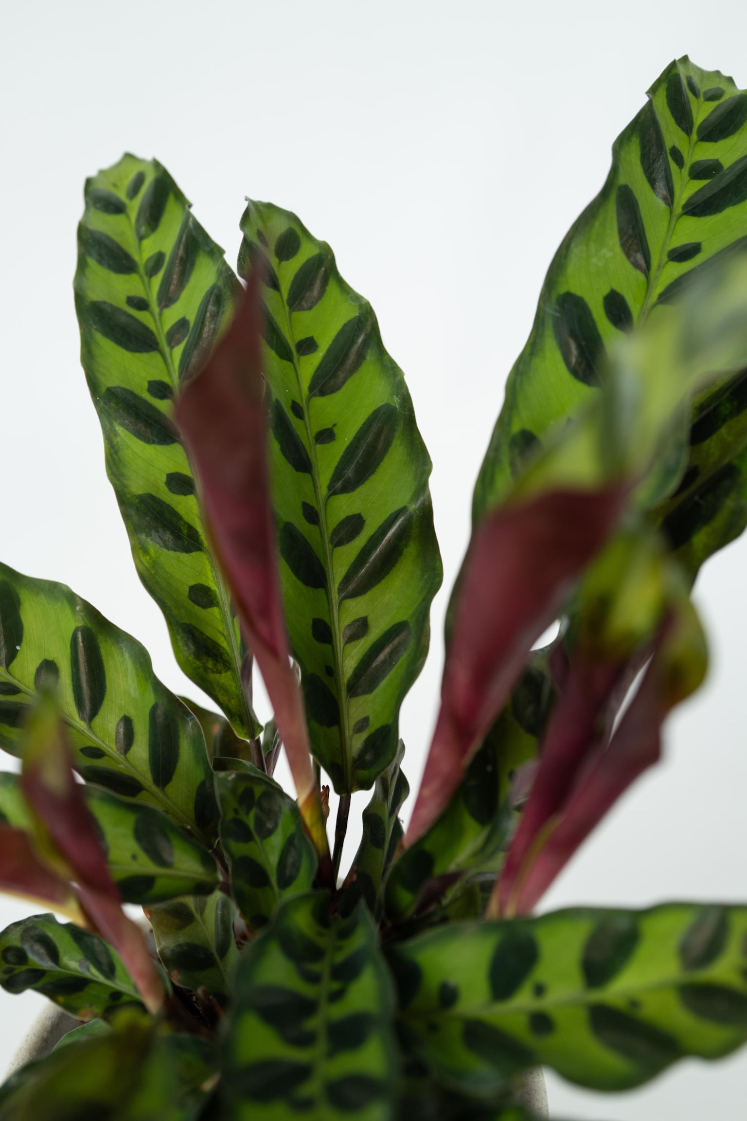 Calathea Insignis - Set Of 2 - H 30cm - 2