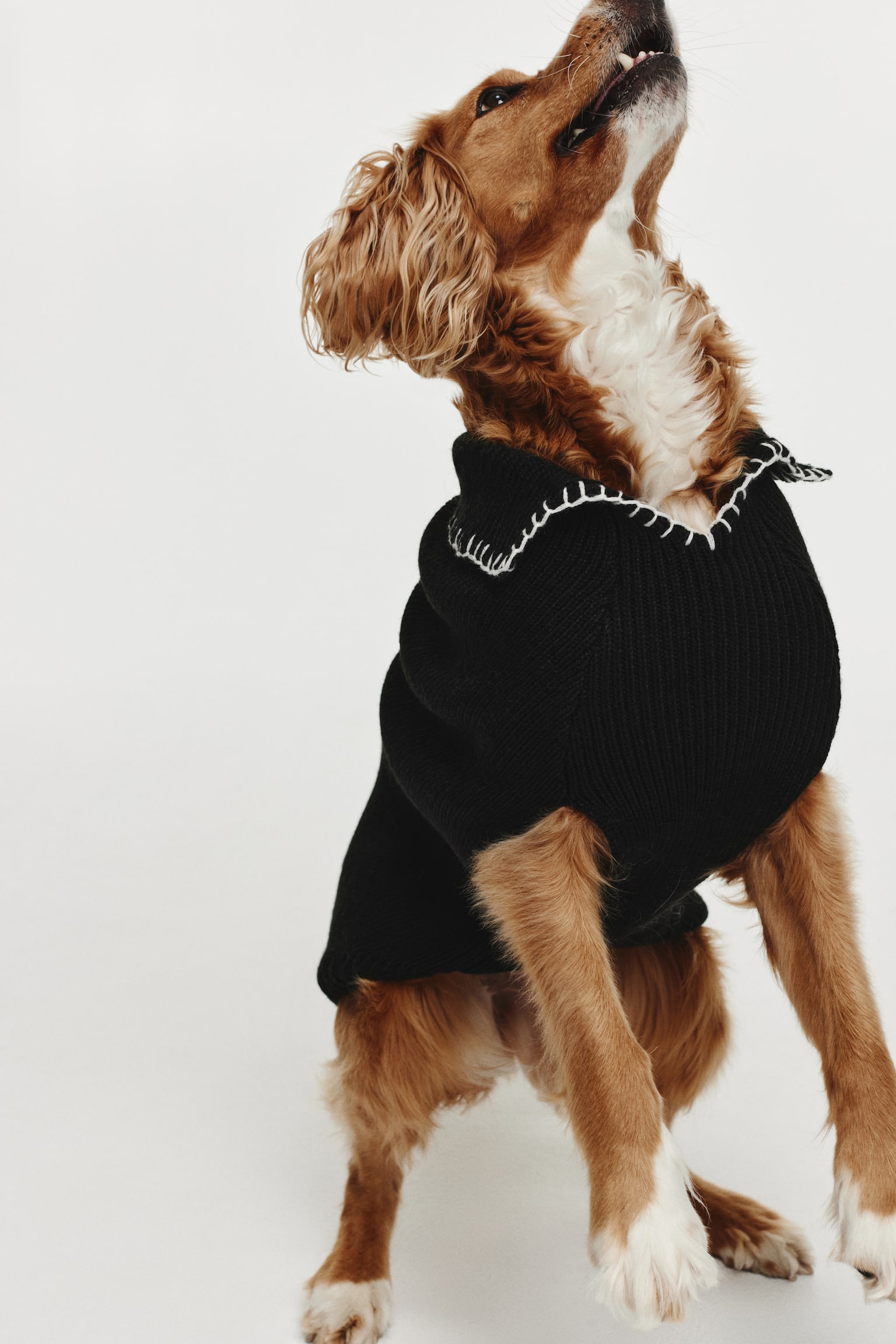Rib Knit Dog Sweater - Black - 5