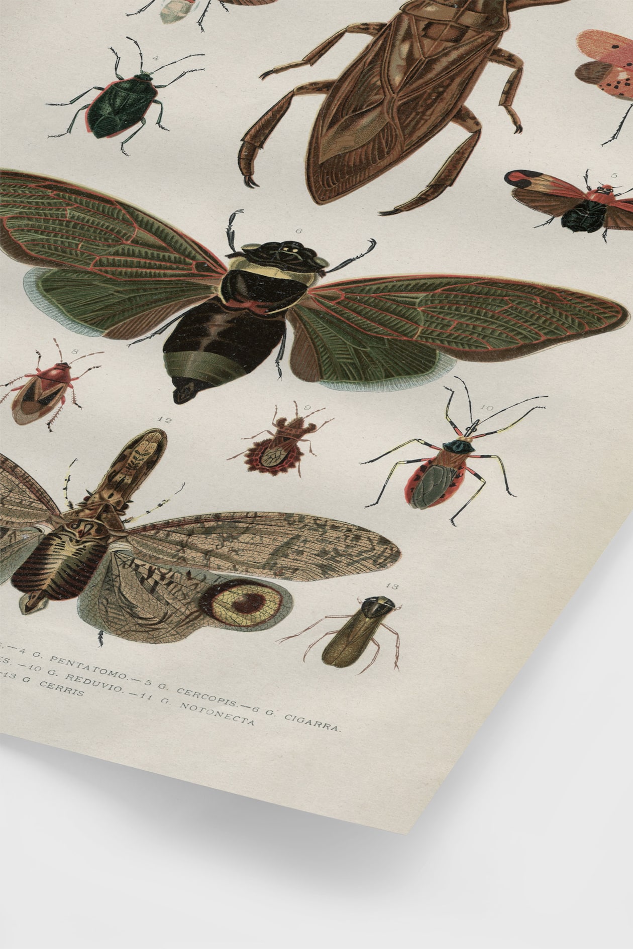 Vintage Insects Poster - Brown - Postery - Home All | H&M GB