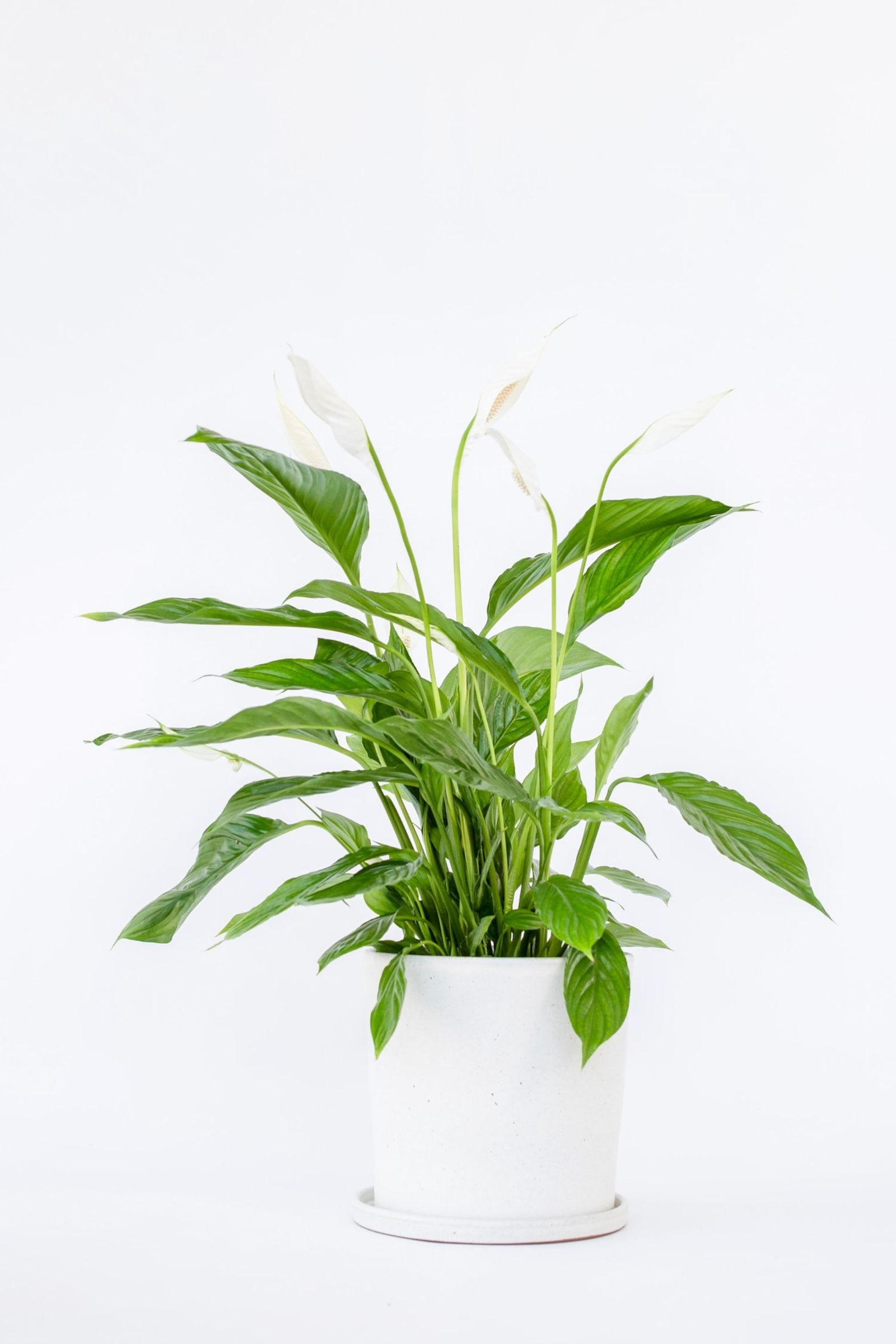 Spathiphyllum Peace Lilly - Friedenslilie - H 60cm - 1