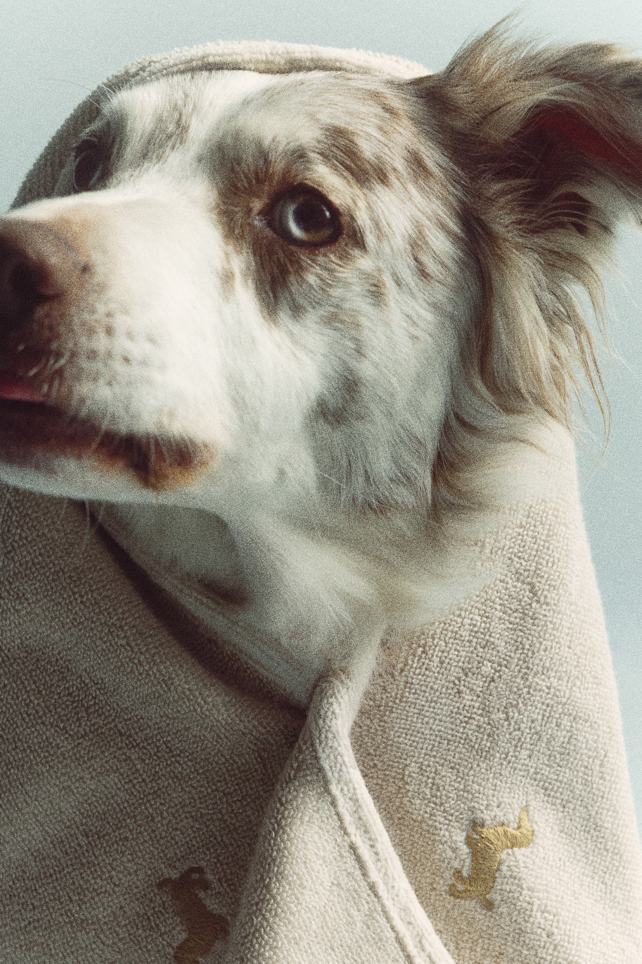 Visualizza l'immagine ingrandita: Un asciugamano per animali in spugna di cotone beige chiaro, impreziosito da piccoli motivi di cani ricamati in marrone dorato, avvolge la testa e le spalle di un cane dal mantello merle.