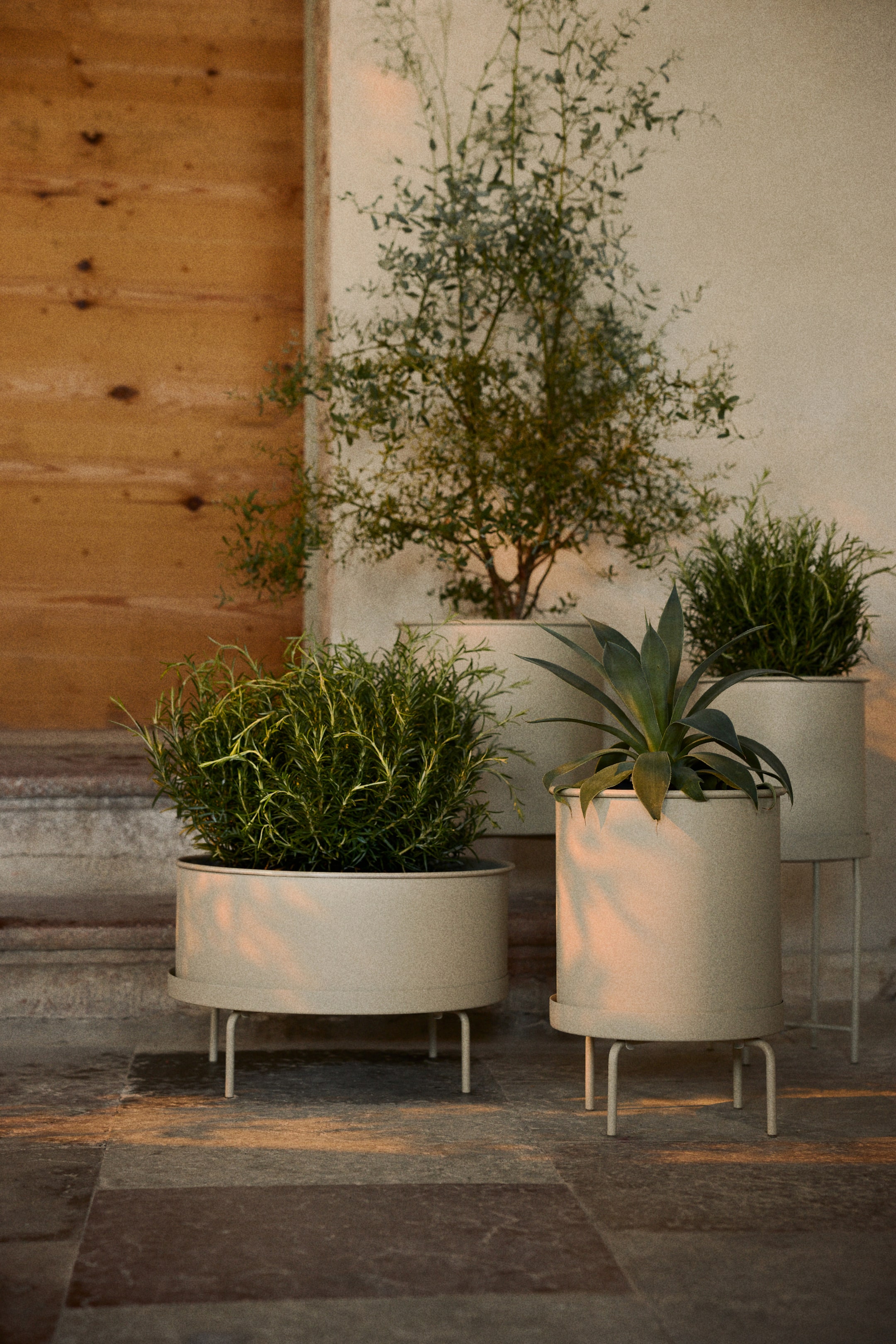 View larger image: Three light beige cylindrical planters are standing on slender, bent metal leg stands, with two planters appearing broader and shorter and one appearing taller and narrower. Each planter boasts a subtle top rim and a small tray-like base, and is holding a green plant, with their angled presentation revealing the splayed leg design.