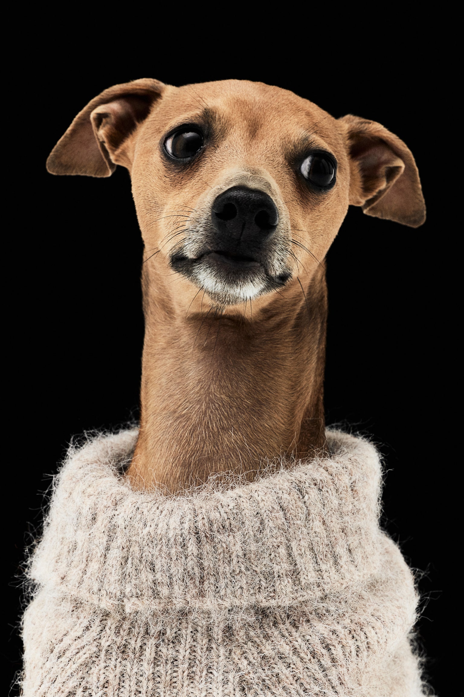 Fluffy-knit dog jumper - ライトベージュメランジ - 1