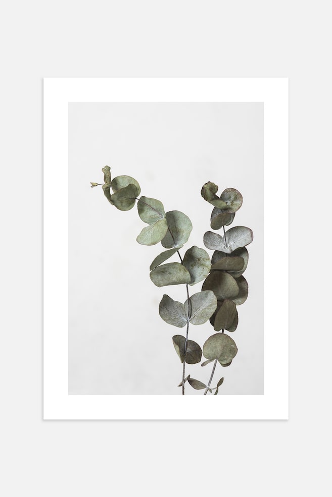 Eucalyptus Branch Poster - Green/gray - 1