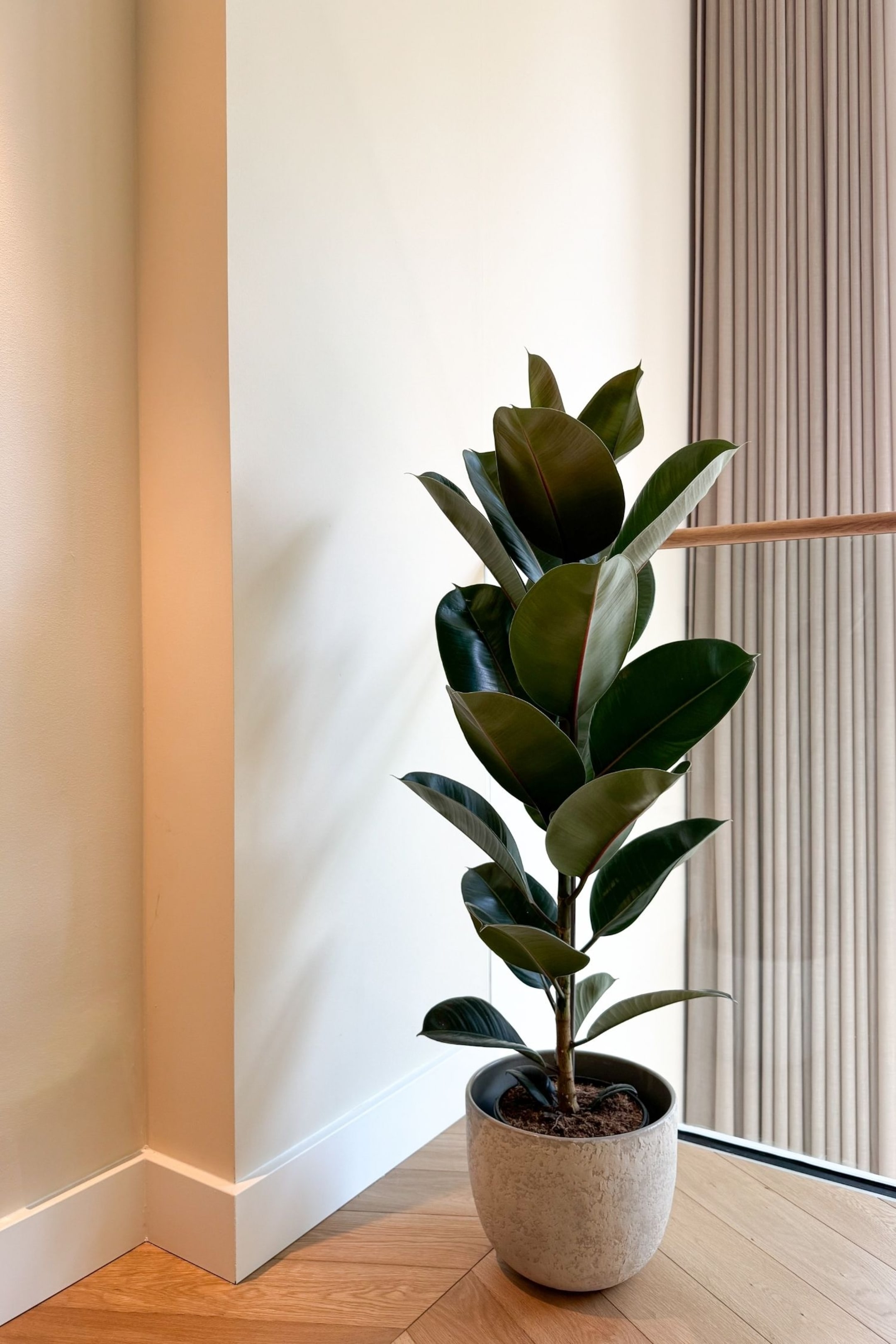 Grotere afbeelding bekijken: Een rubberplant met grote, glanzende donkergroene bladeren en zichtbare roodachtige centrale nerven, groeit rechtop uit een gestructureerde, ronde lichtgrijze pot gevuld met aarde.