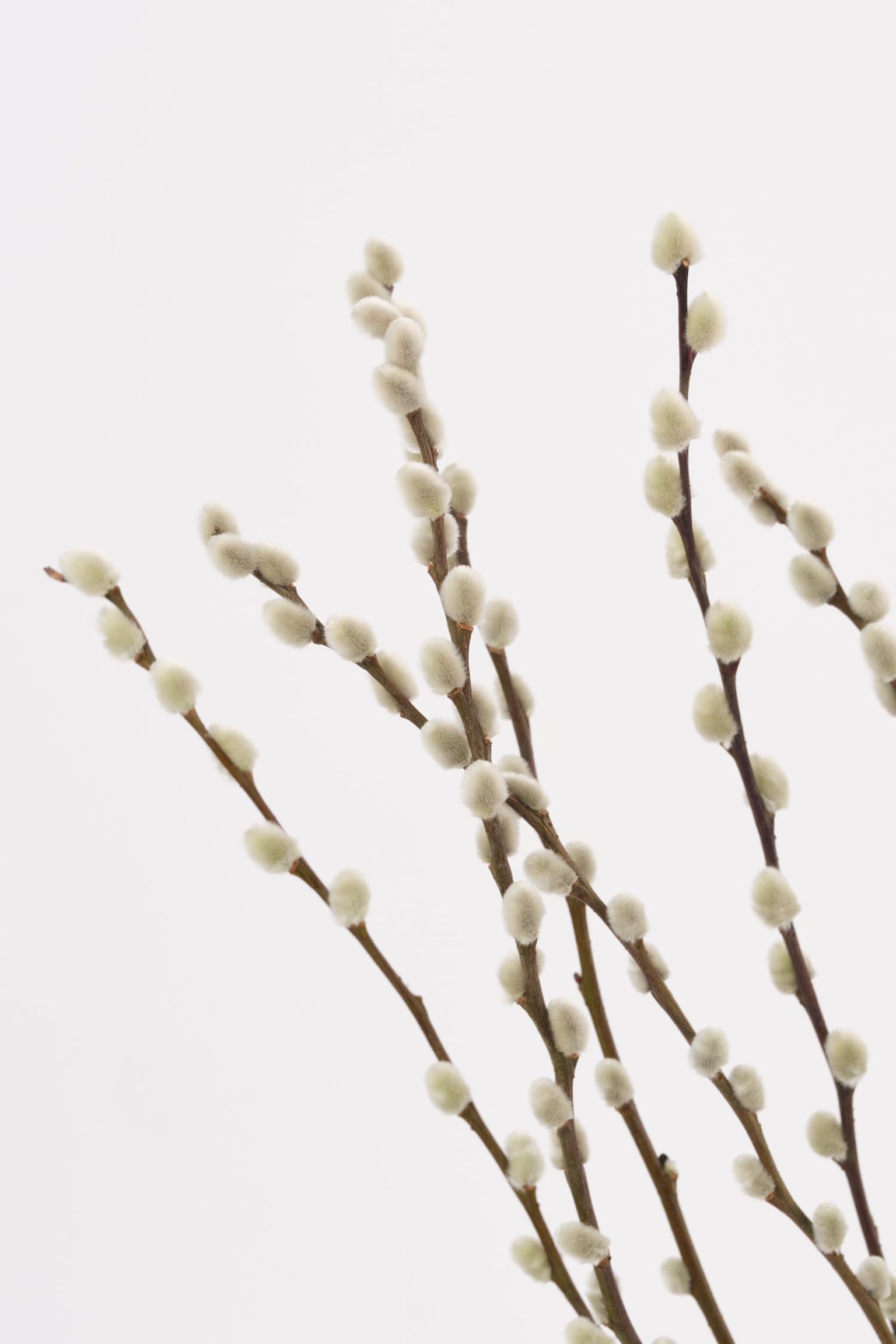 Pussy Willow - H70cm - 2