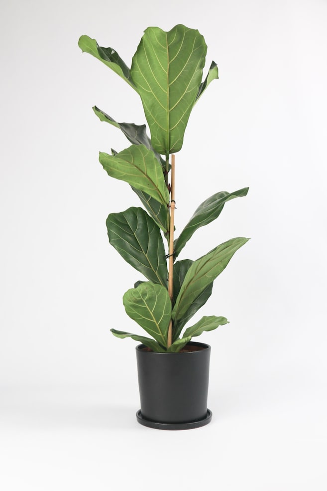 Violinfigen  Ficus Lyrata - H 80cm - 1