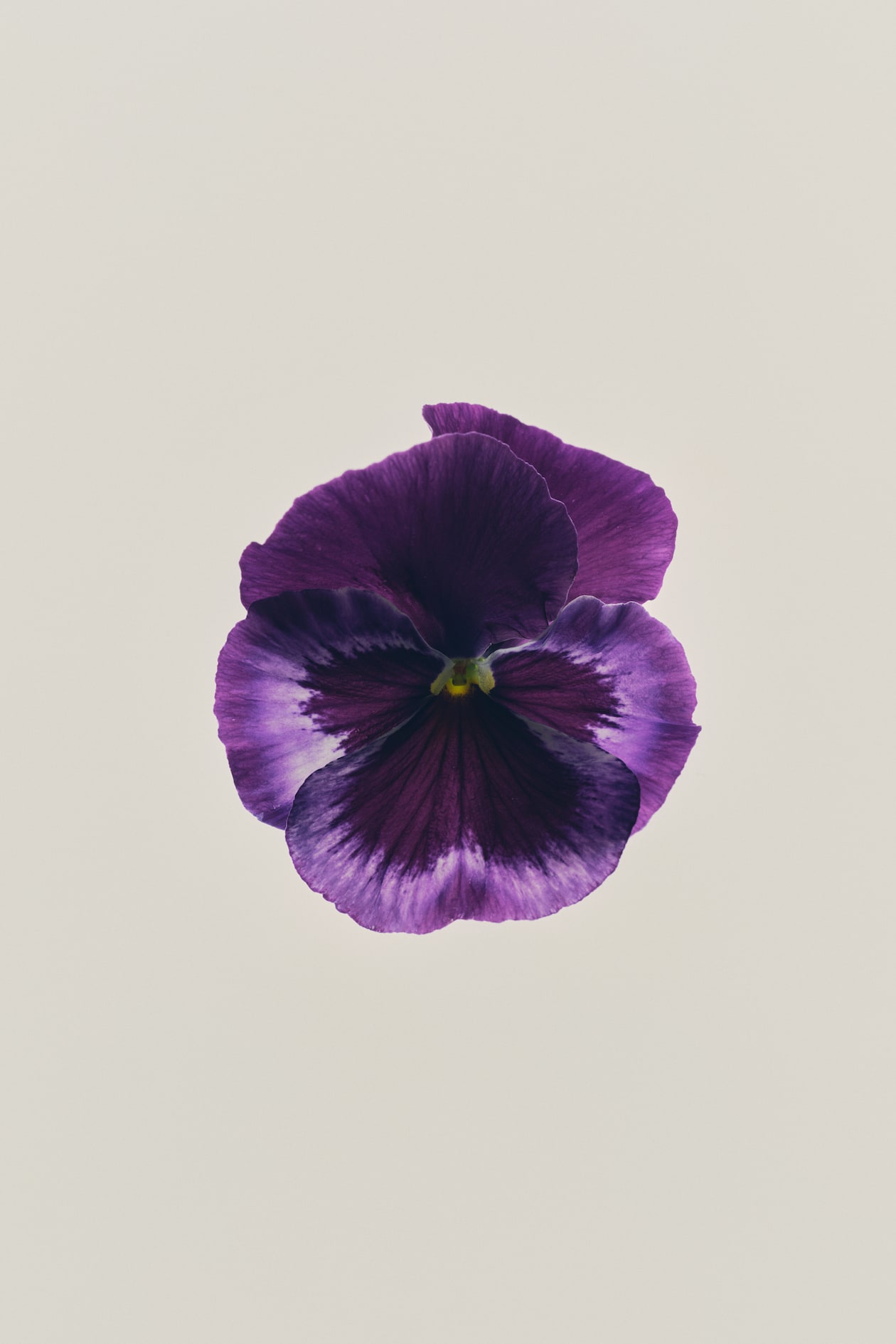 Eau de Toilette - image 3