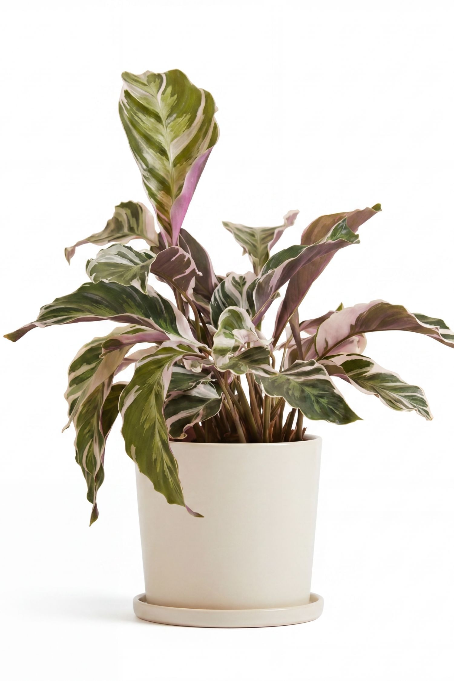 Calatea Fushion White - H 40cm