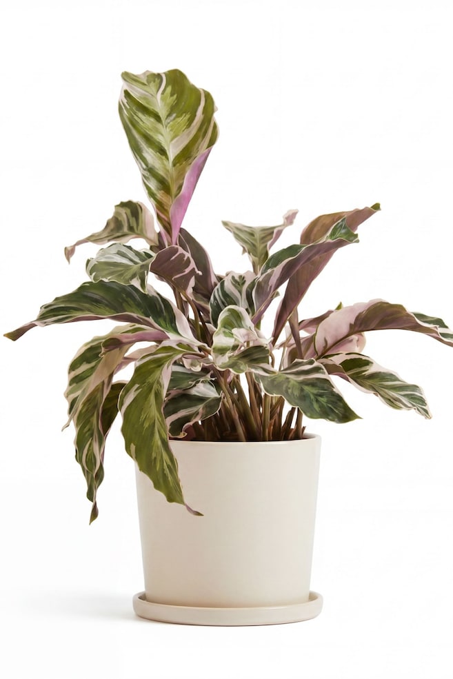 Goeppertia lietzei Fusion White - H 40cm - 1