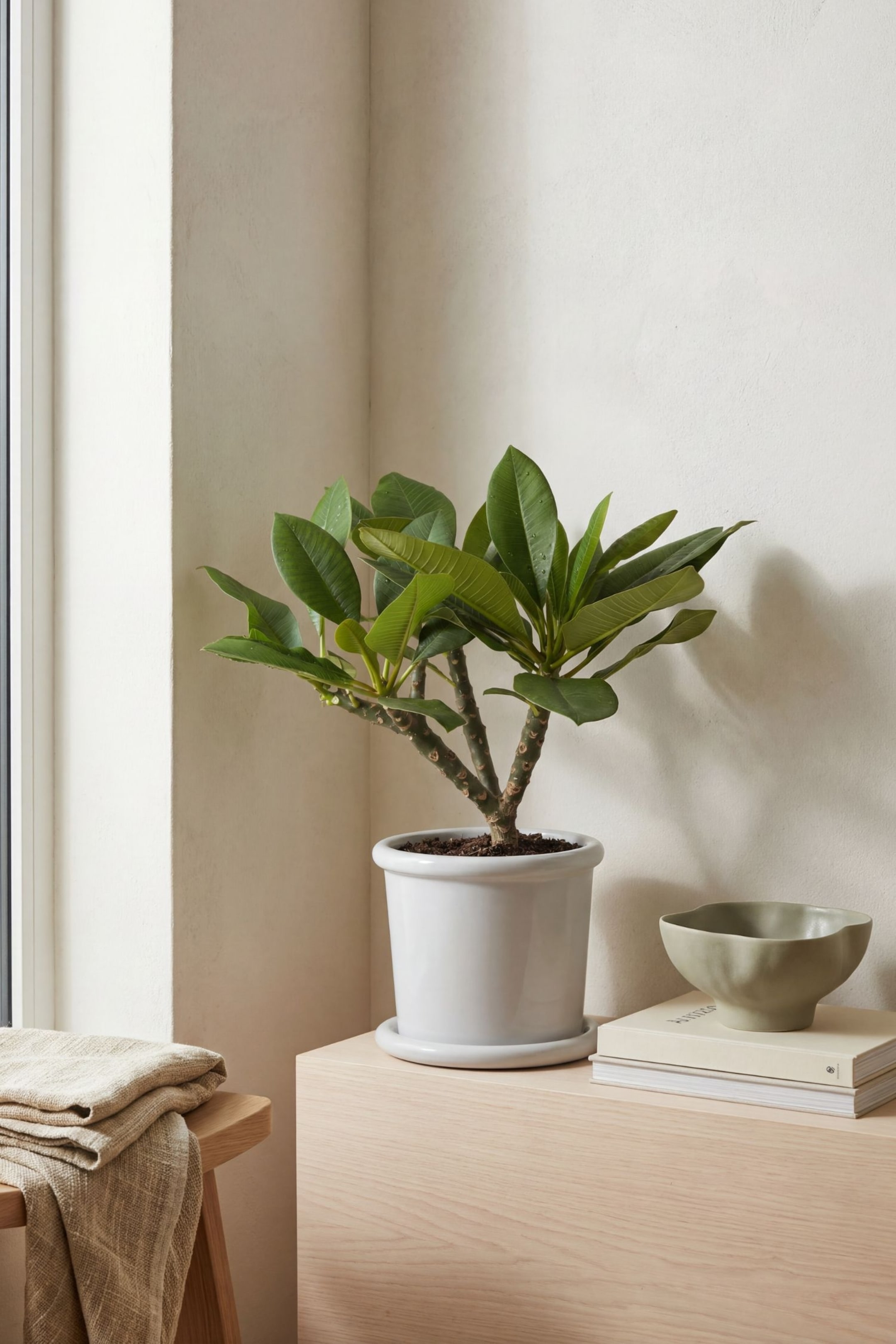 Agrandir l'image: La plante en pot présente de larges feuilles vertes et plusieurs tiges brunes. Elle est contenue dans un pot cylindrique blanc, brillant, doté d’un bord évasé, et repose sur une soucoupe blanche assortie.