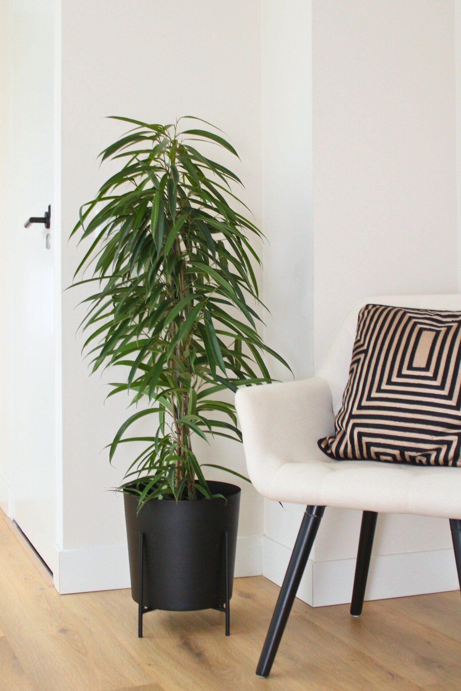 Figowiec Fikus Alii - H 100cm