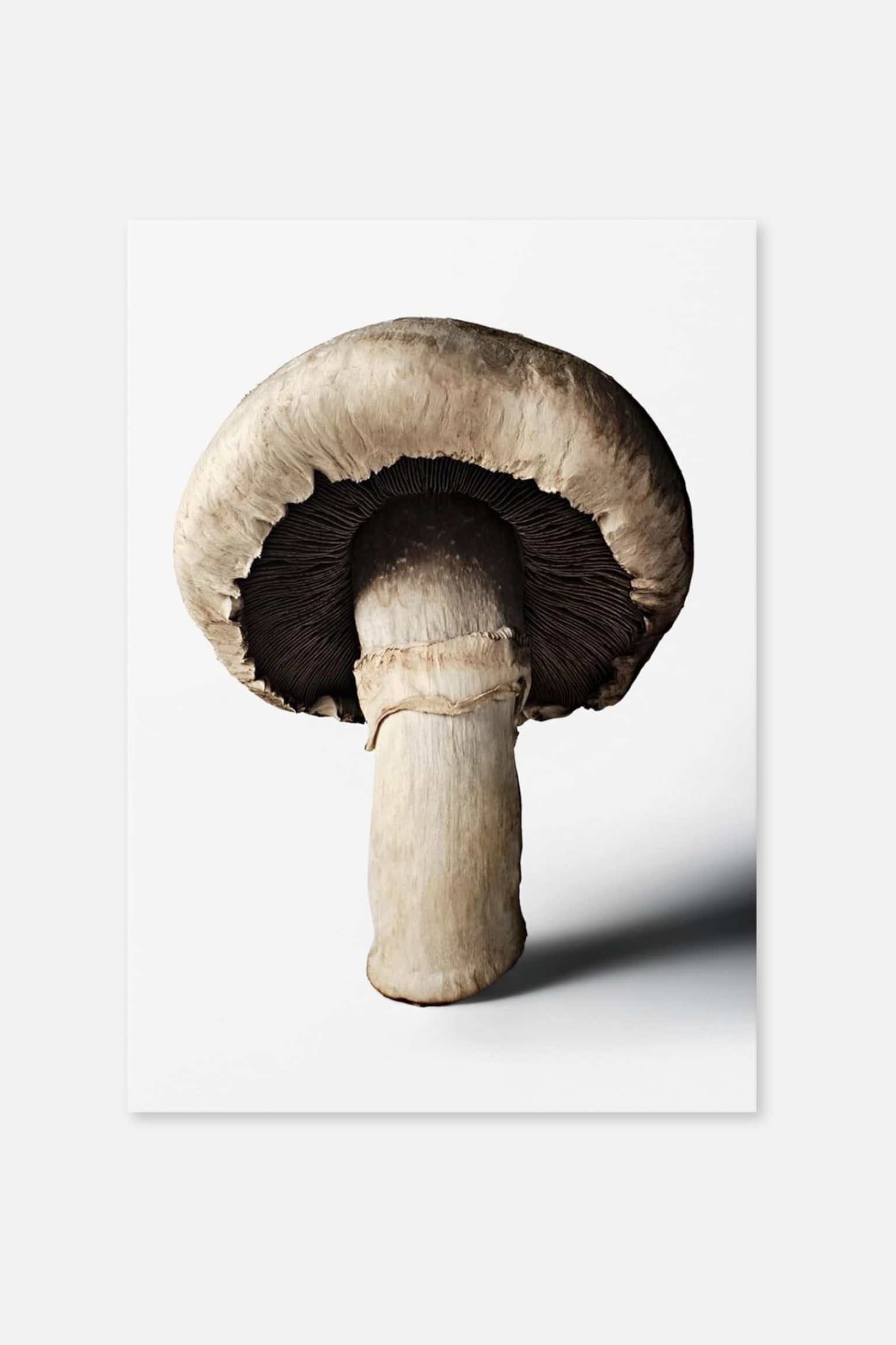 The Gourmand's Mushroom. - The Gourmand's Mushroom.