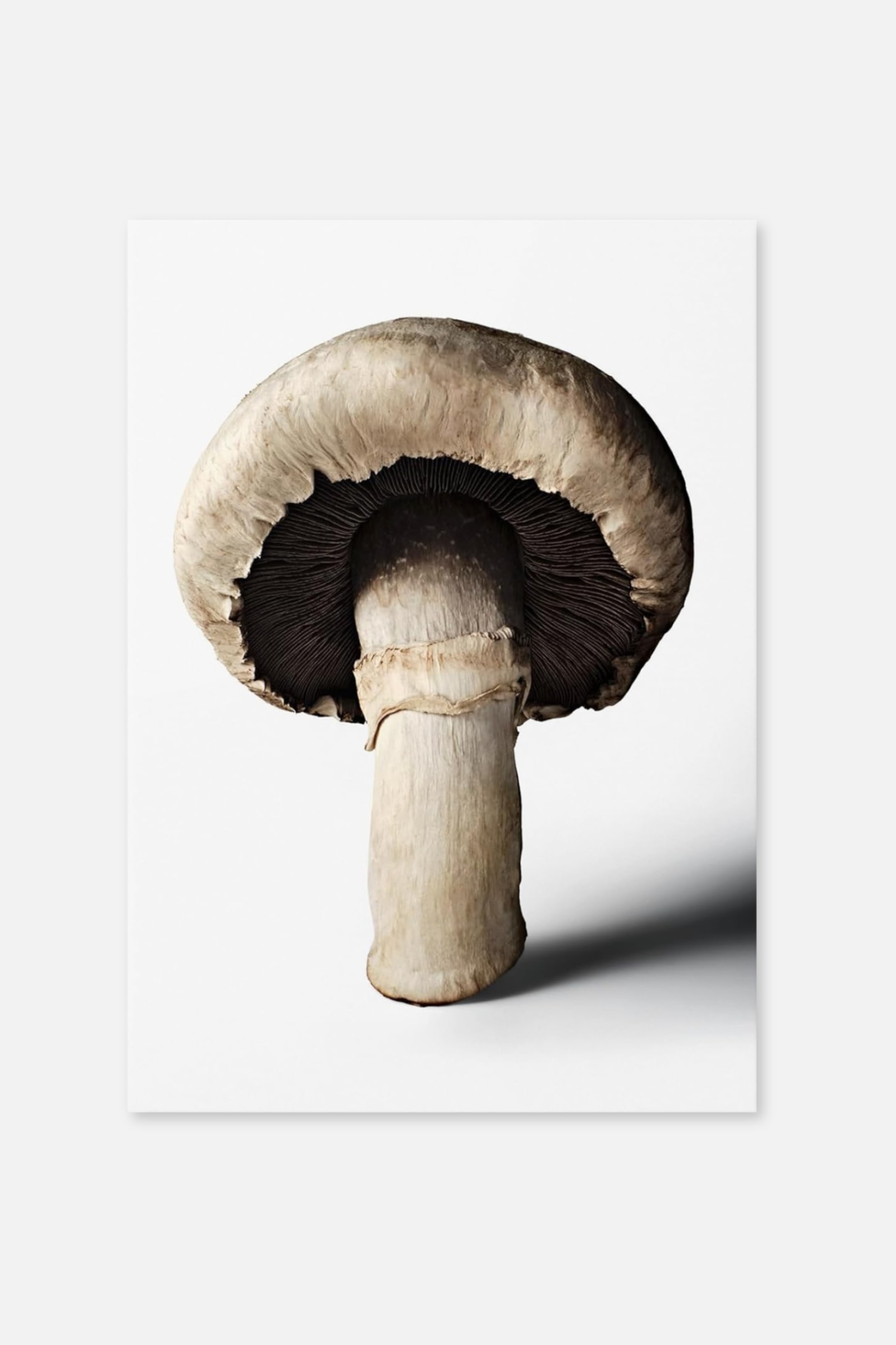 Größeres Bild anzeigen: Ein Pilz ist leicht nach links geneigt und zeigt einen großen, hellbraunen Hut mit dunkelbraunen Lamellen. Sein dicker, hellbeiger Stiel erstreckt sich nach unten und weist einen sichtbaren Ring unter dem Hut auf.