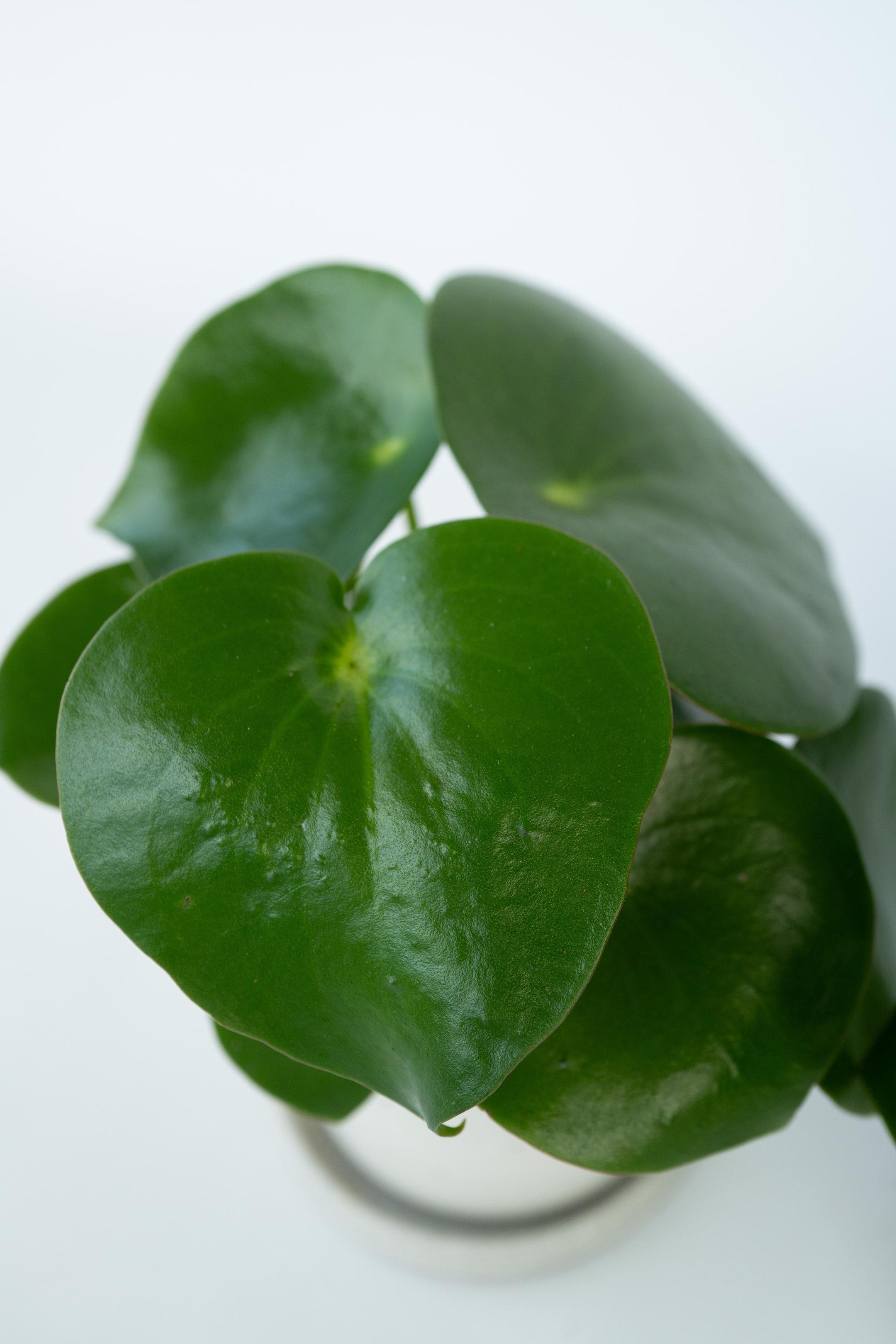View larger image: Peperomia Raindrop - Set Of 2 - H 20cm - Plant in a Box - Home All | H&M GB 2
