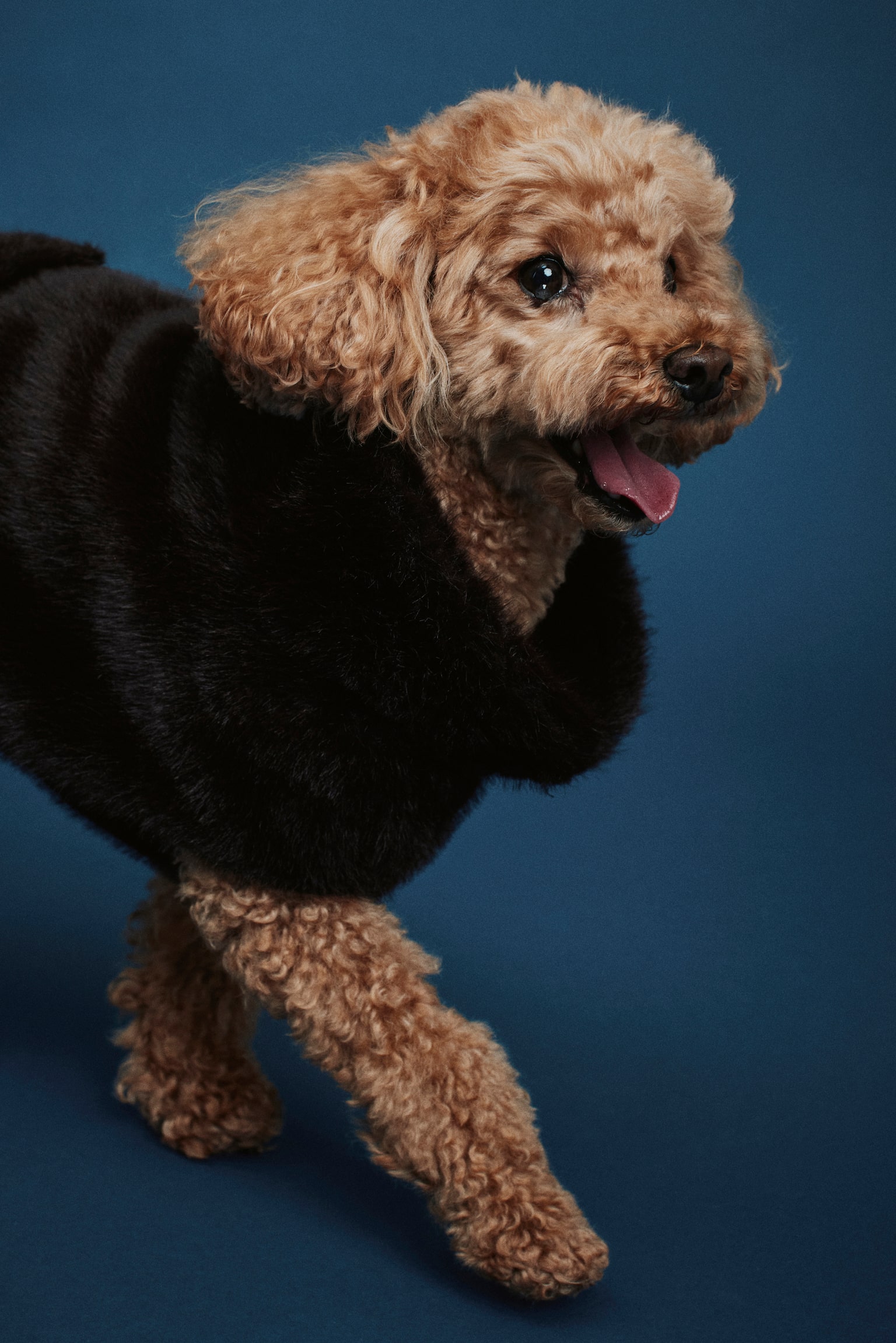 Fuffy dog coat - Dark brown - 4