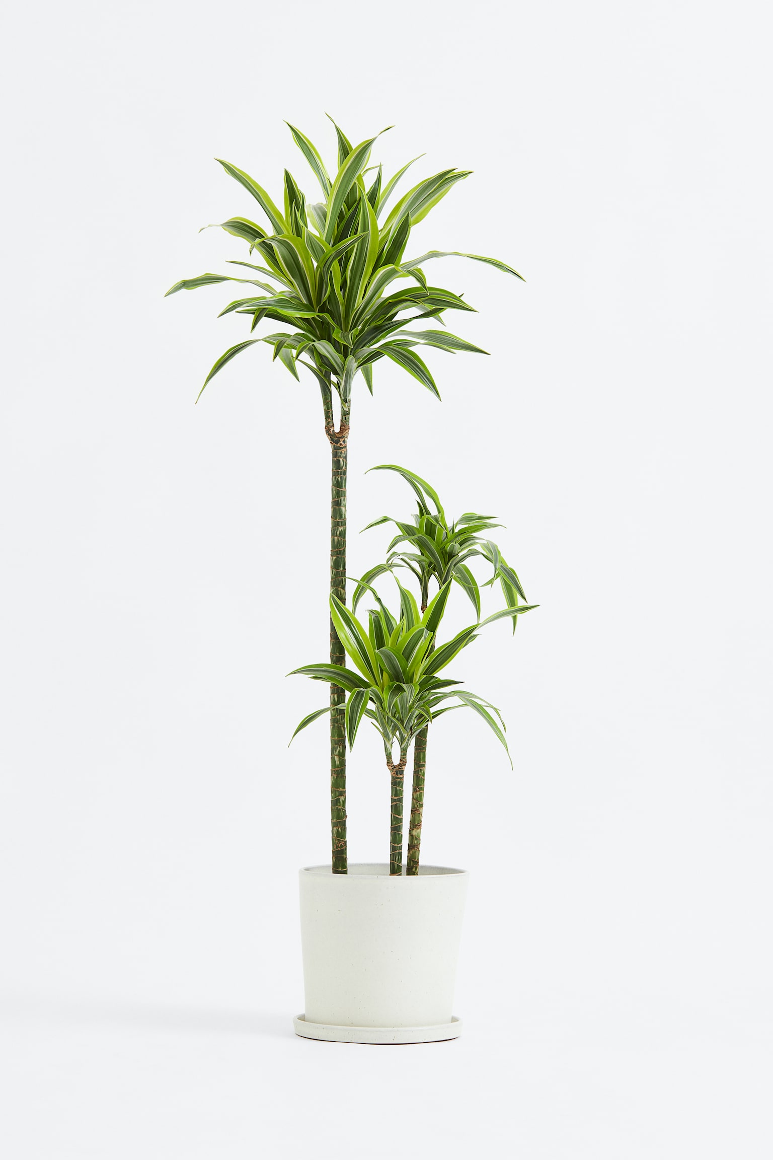 Dracaena Lemon Lime - H130cm - 1