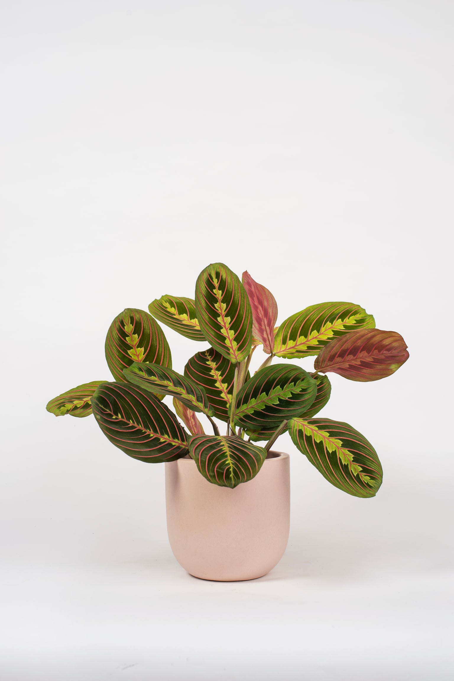 Prayer Plant - H40cm - 1