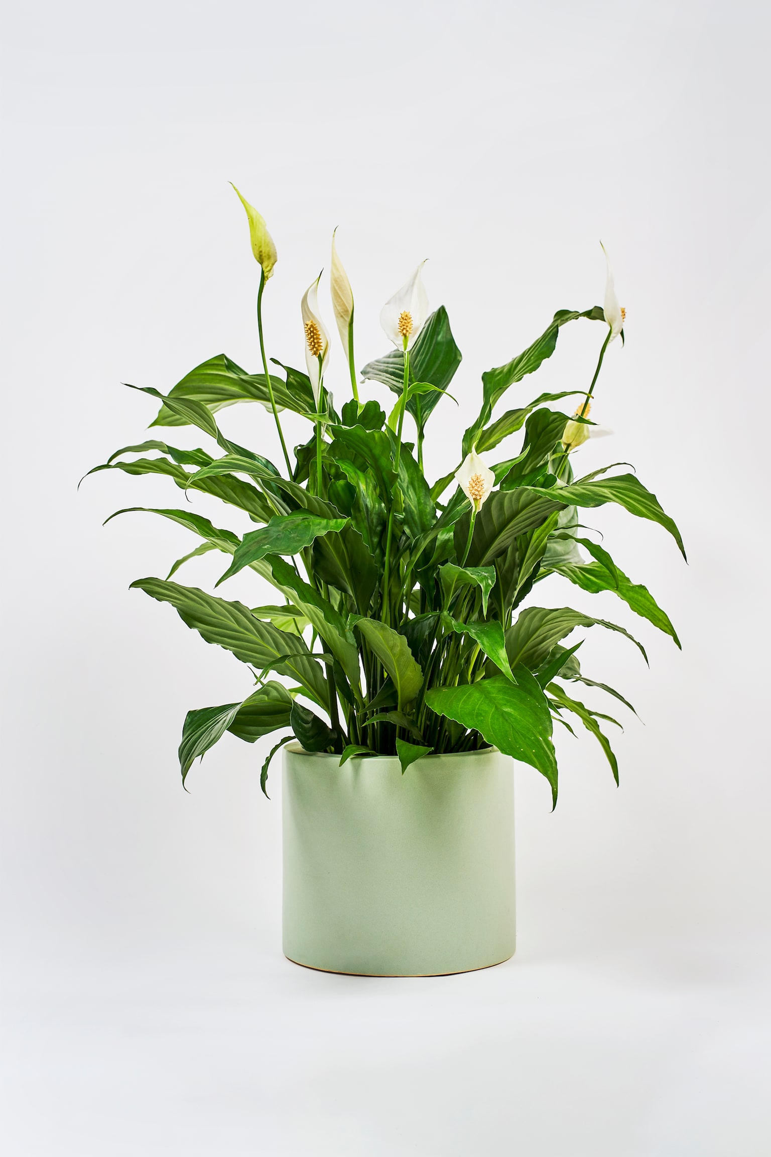 Peace Lily - H70cm - 1