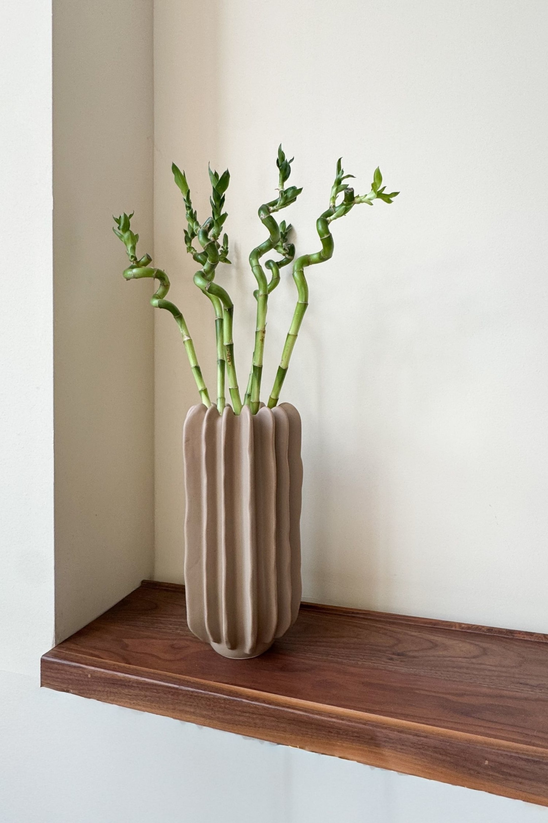 Visualizza immagine più grande: Spirali Lucky Bamboo - Set Di 6 - H 40cm - Plant in a Box - HOME | H&M IT 2