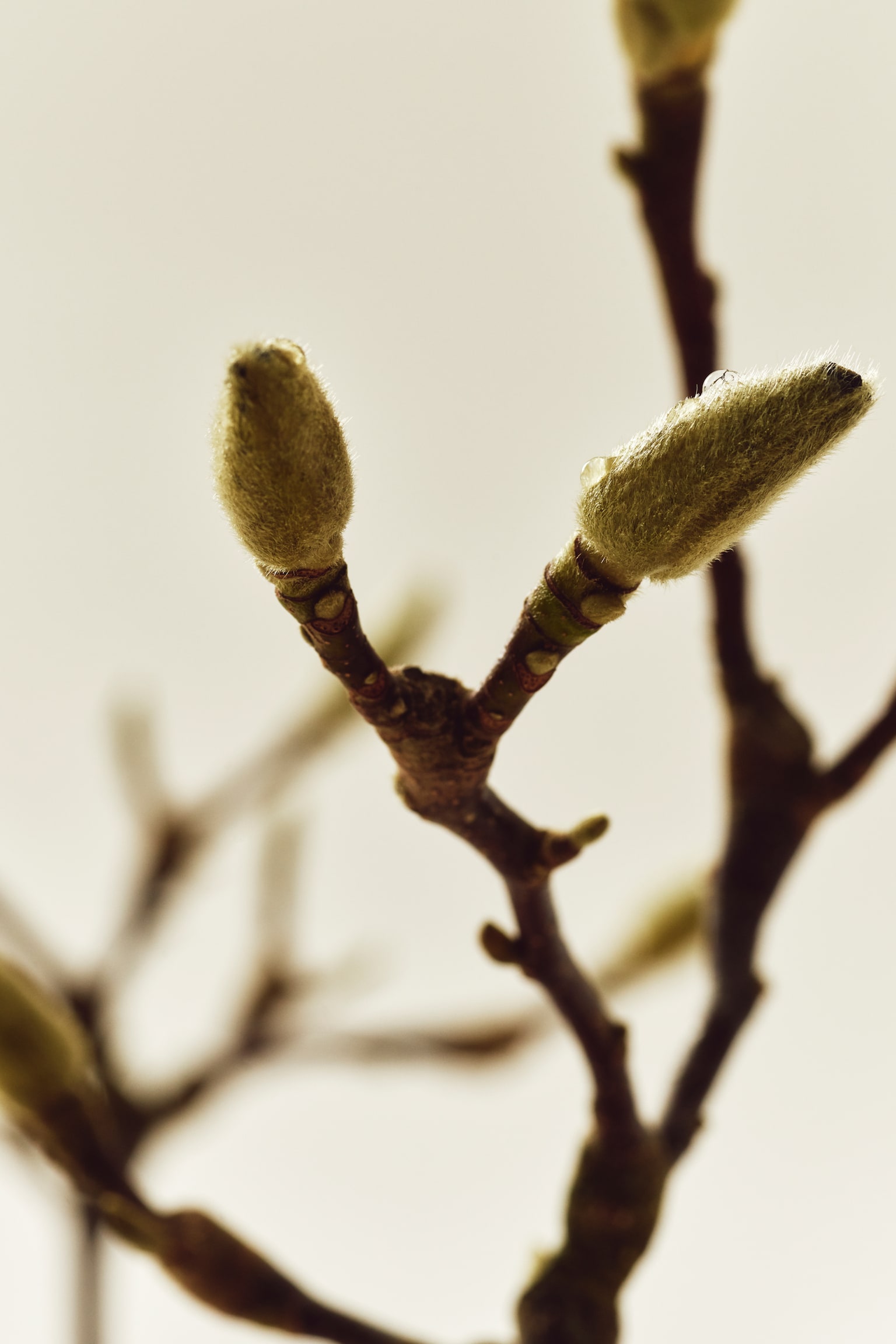 Silk Stone EdP - Silk Stone - 6