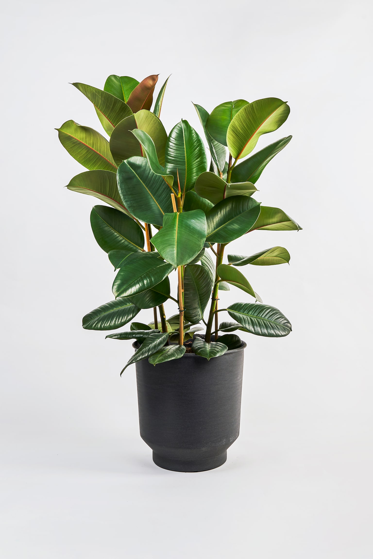 Rubber Plant - H90cm - 1