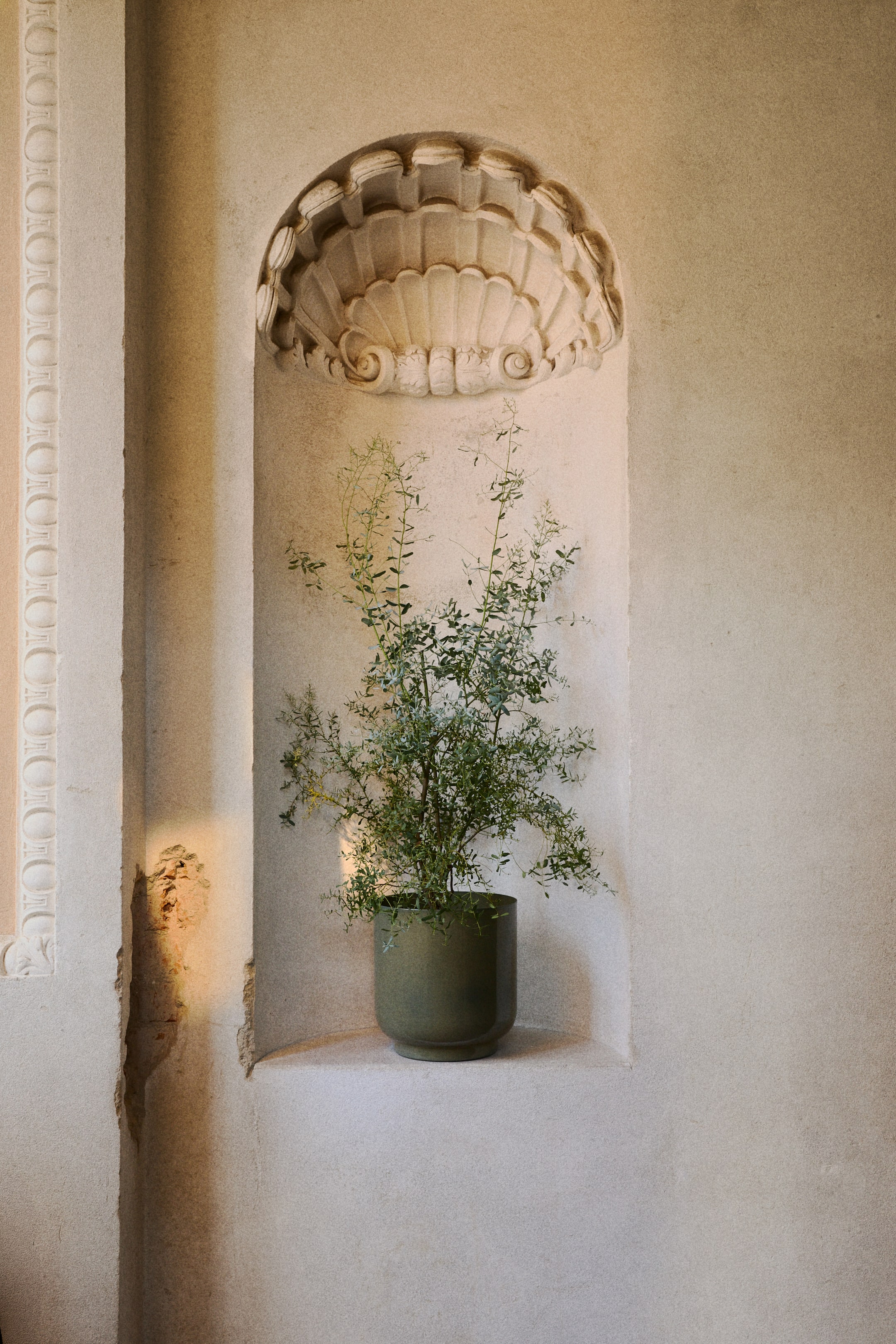 View larger image: A potted plant is showcasing numerous slender, branching stems adorned with small, light green leaves, forming a bushy appearance. It sits in a dark olive green cylindrical pot with a subtly wider base.