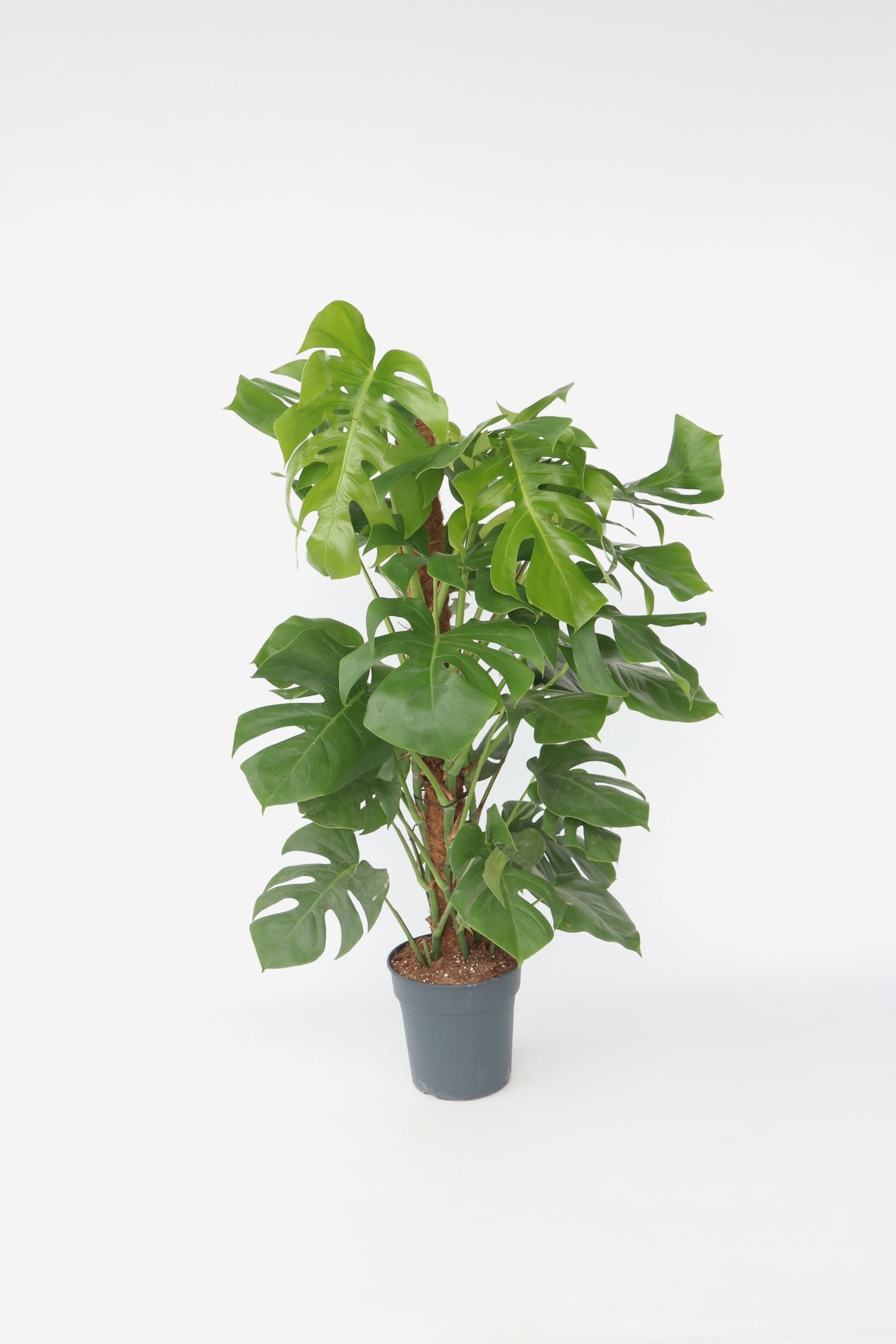 Plant in a Box - Plante À Trous Monstera Deliciosa - H 120cm