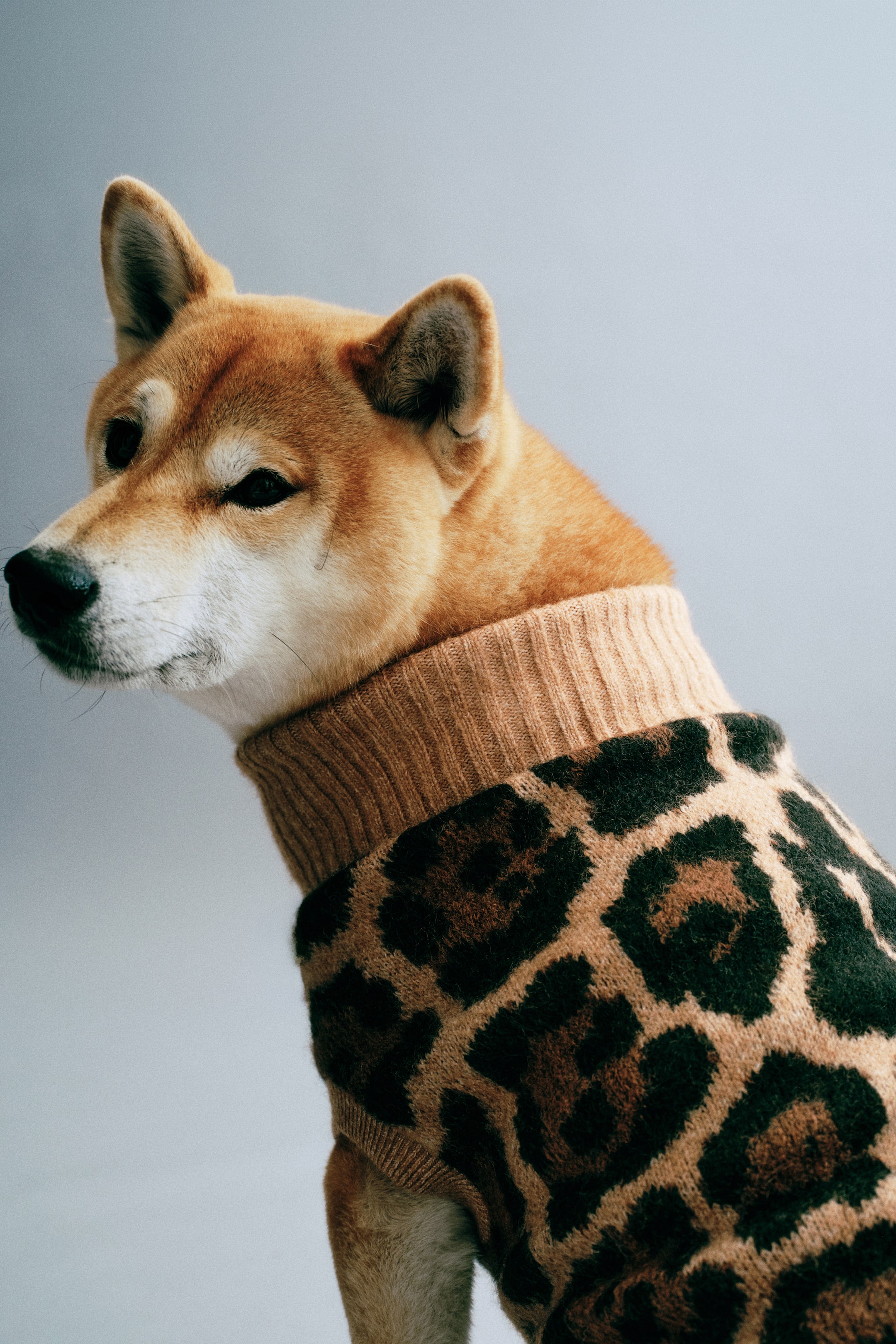 Dog Sweater