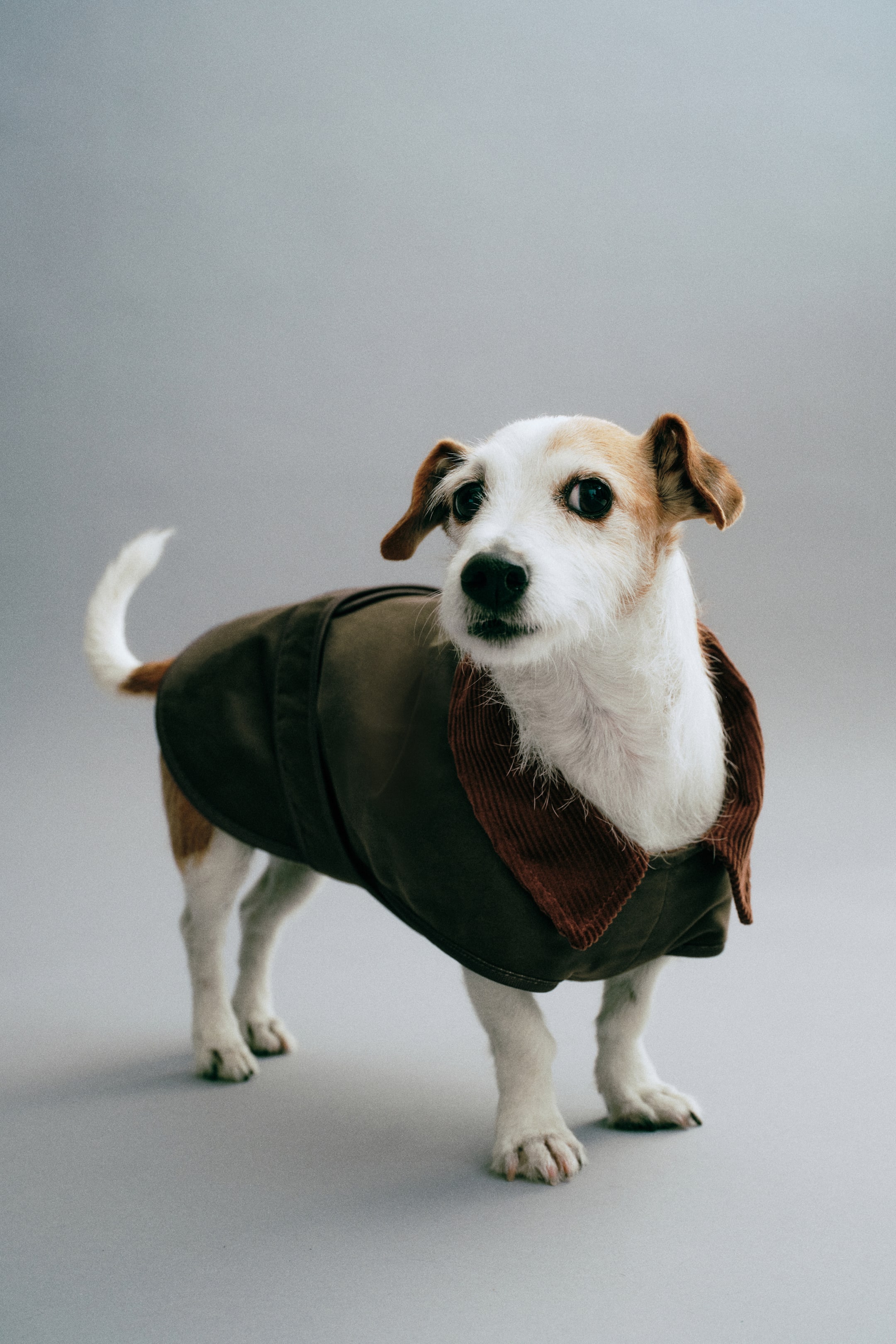 Waxed Dog Coat