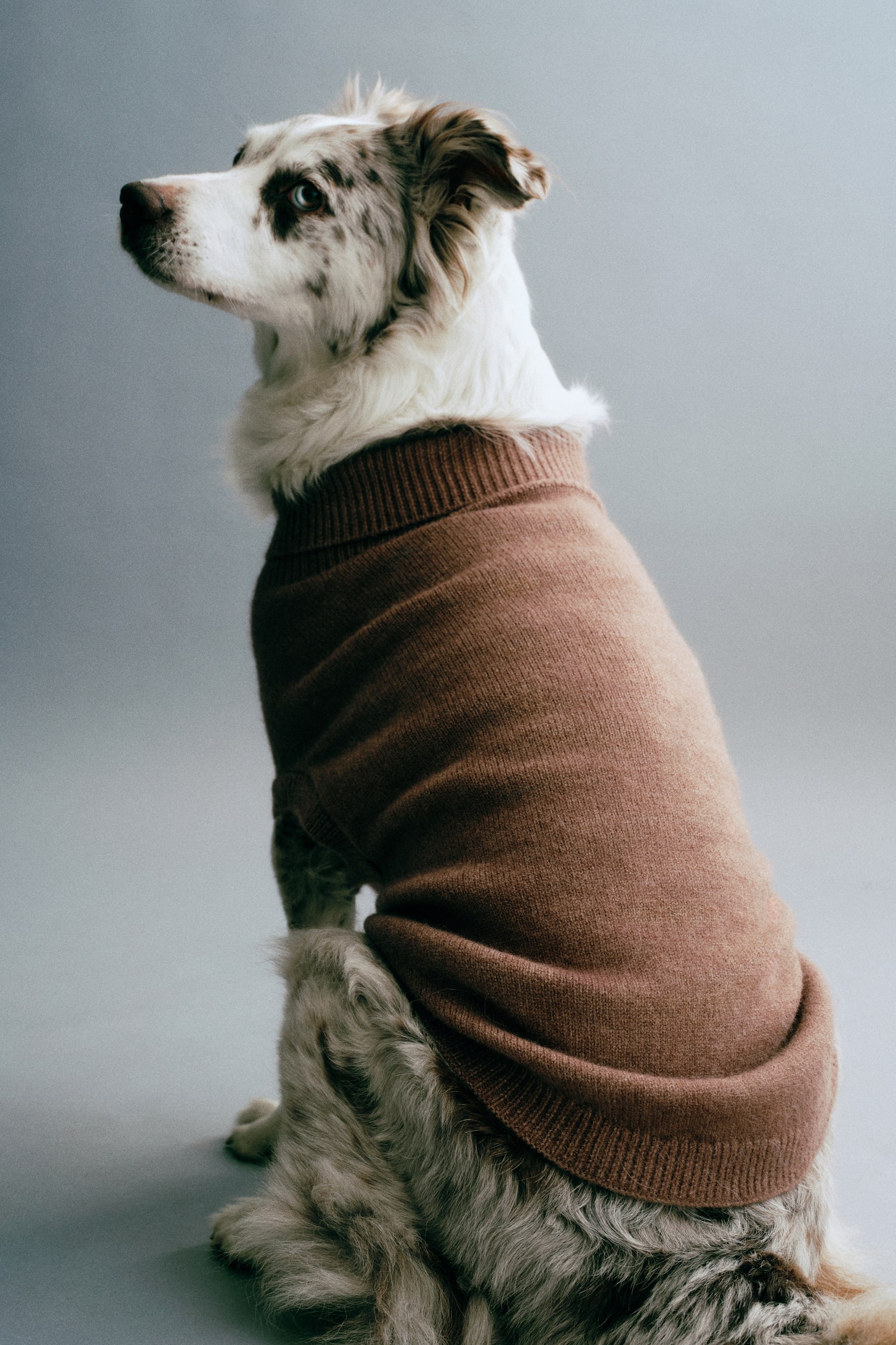 Fine-knit dog jumper - Dark beige - 1