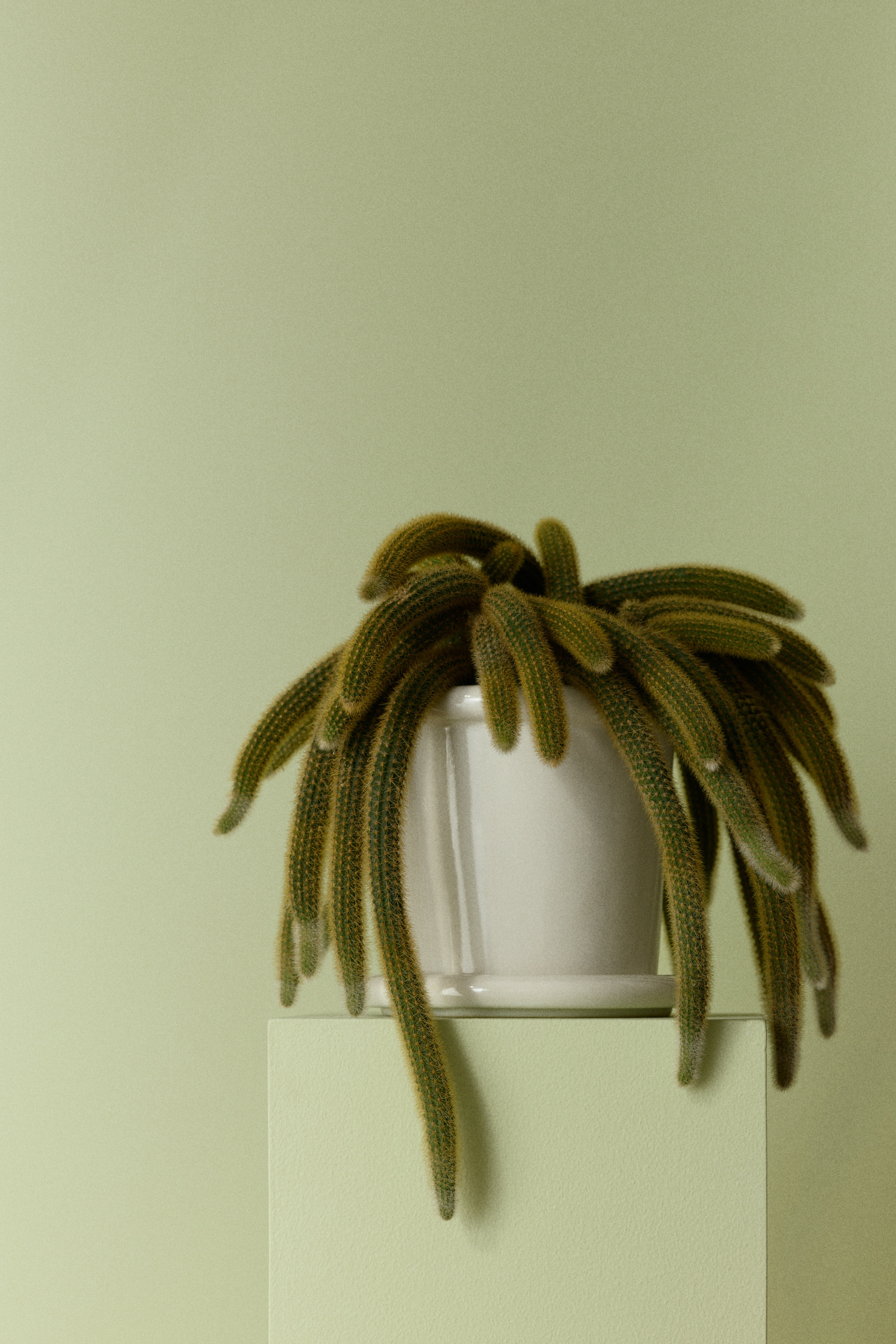 Stoneware Plant Pot with Saucer - White/Light green/Dark brown/Light yellow