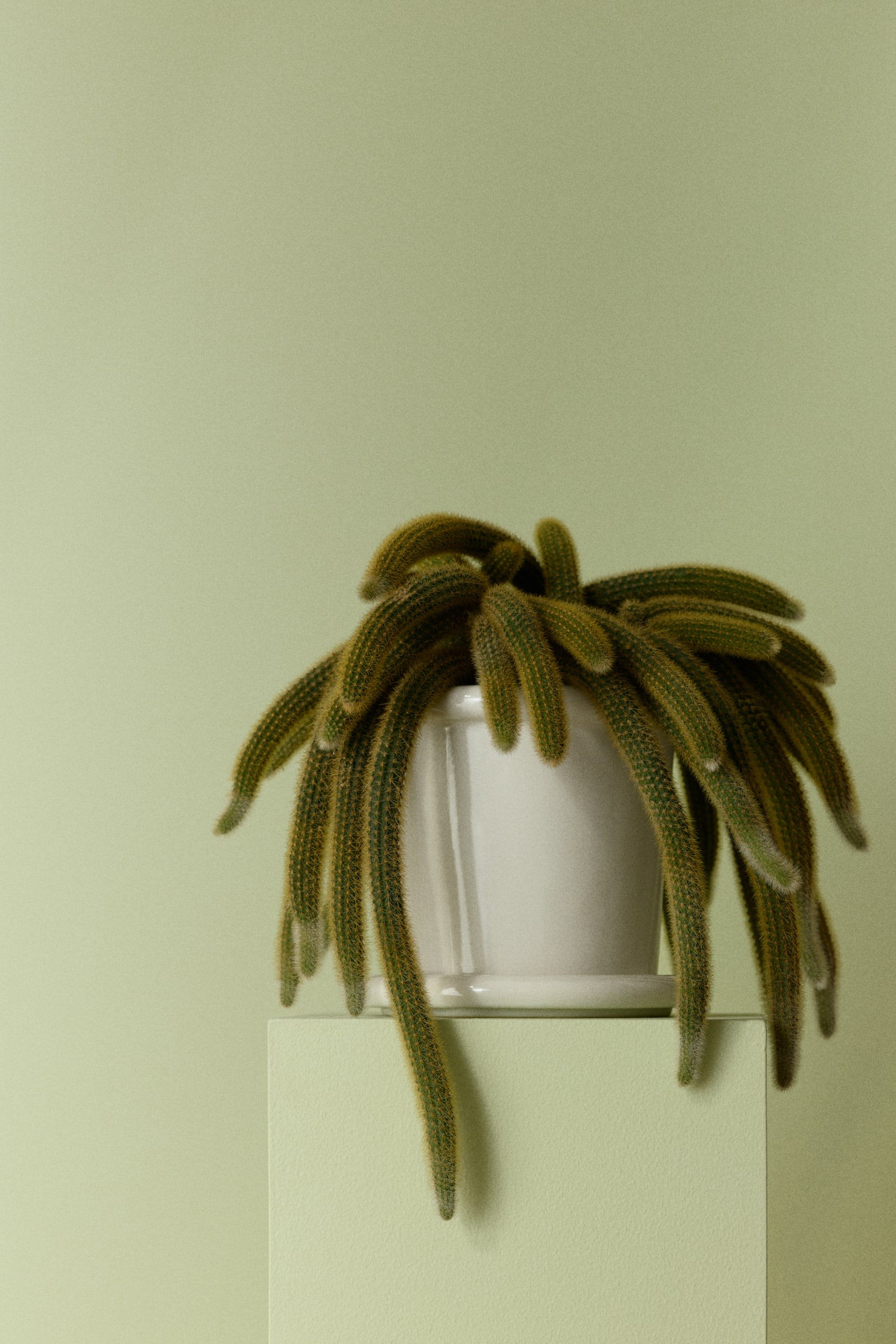 עציץ קרמיקה עם תחתית - לבן/ירוק בהיר/חום כהה - 2