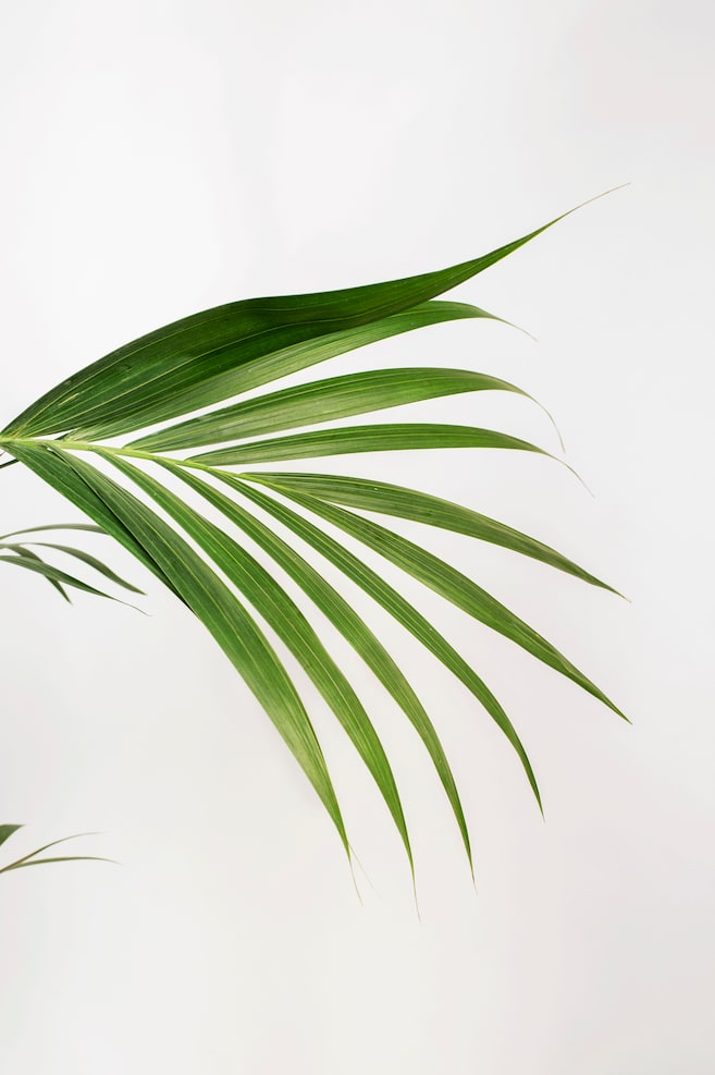 Kentia Palm - H100cm - 3