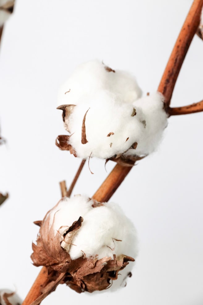 Cotton Branches - H 40cm - 2