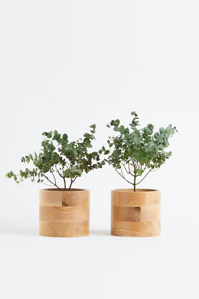 Eucalyptus - Set De 2 - H 25cm - 1