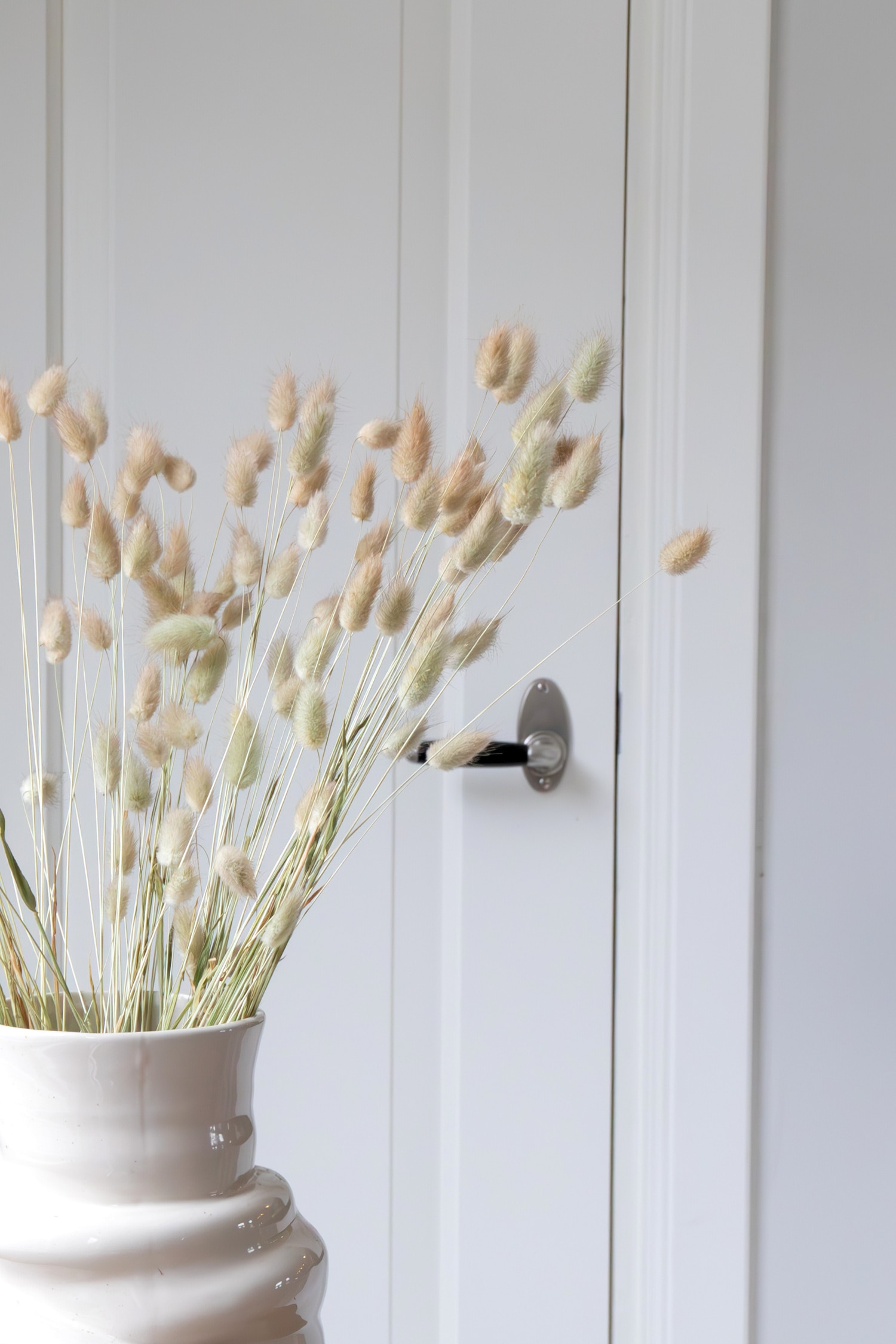 Lagurus Bunny Ears - H 50cm