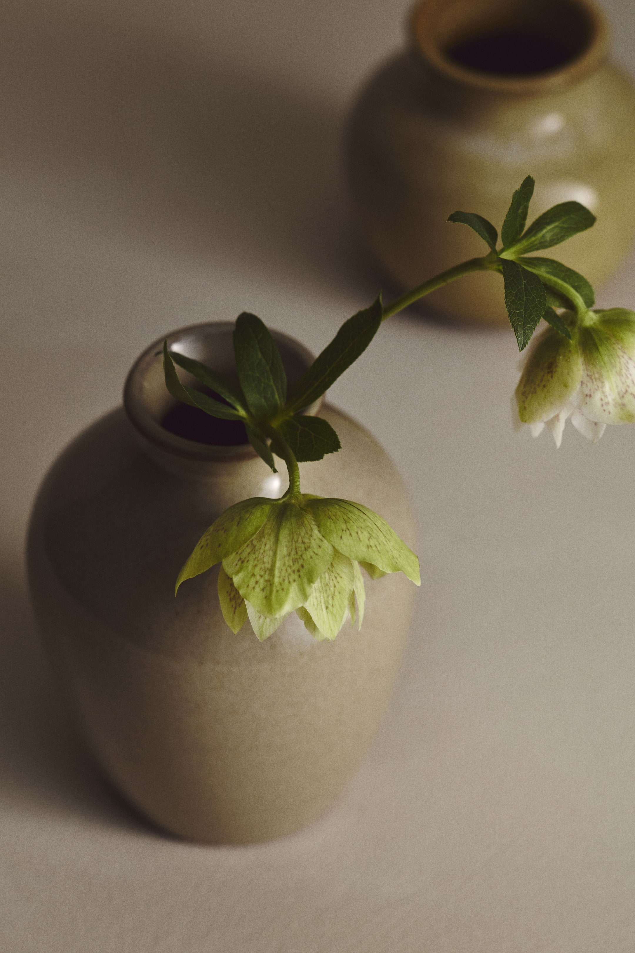 View larger image: A rounded, light beige ceramic vase is viewed from a slightly elevated angle, holding a single stem of a light green hellebore flower. The flower is drooping forward, displaying its speckled petals.