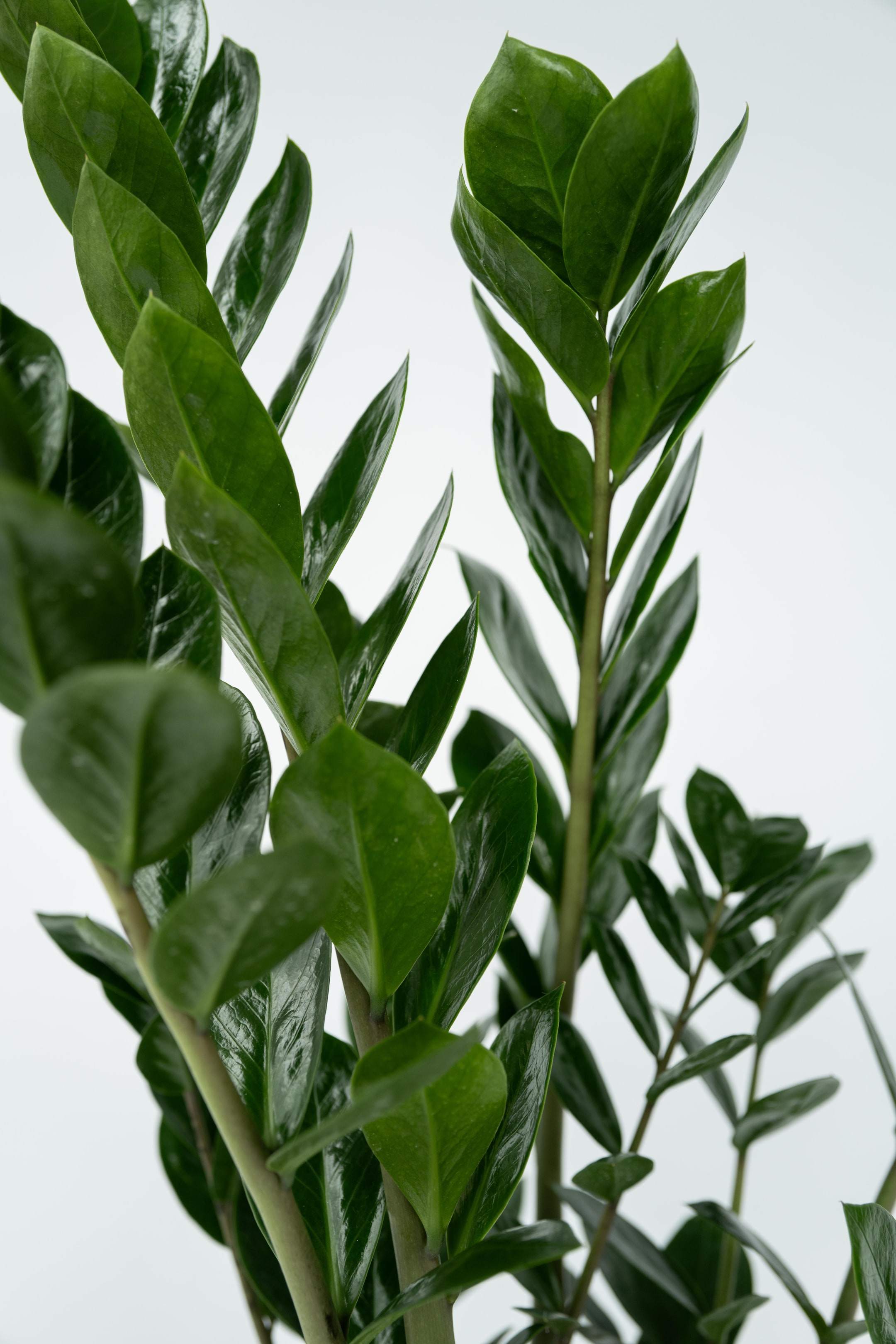 View larger image: Zamioculcas Zamiifolia Zz Plant - H 55cm - Plant in a Box - Home All | H&M GB 3