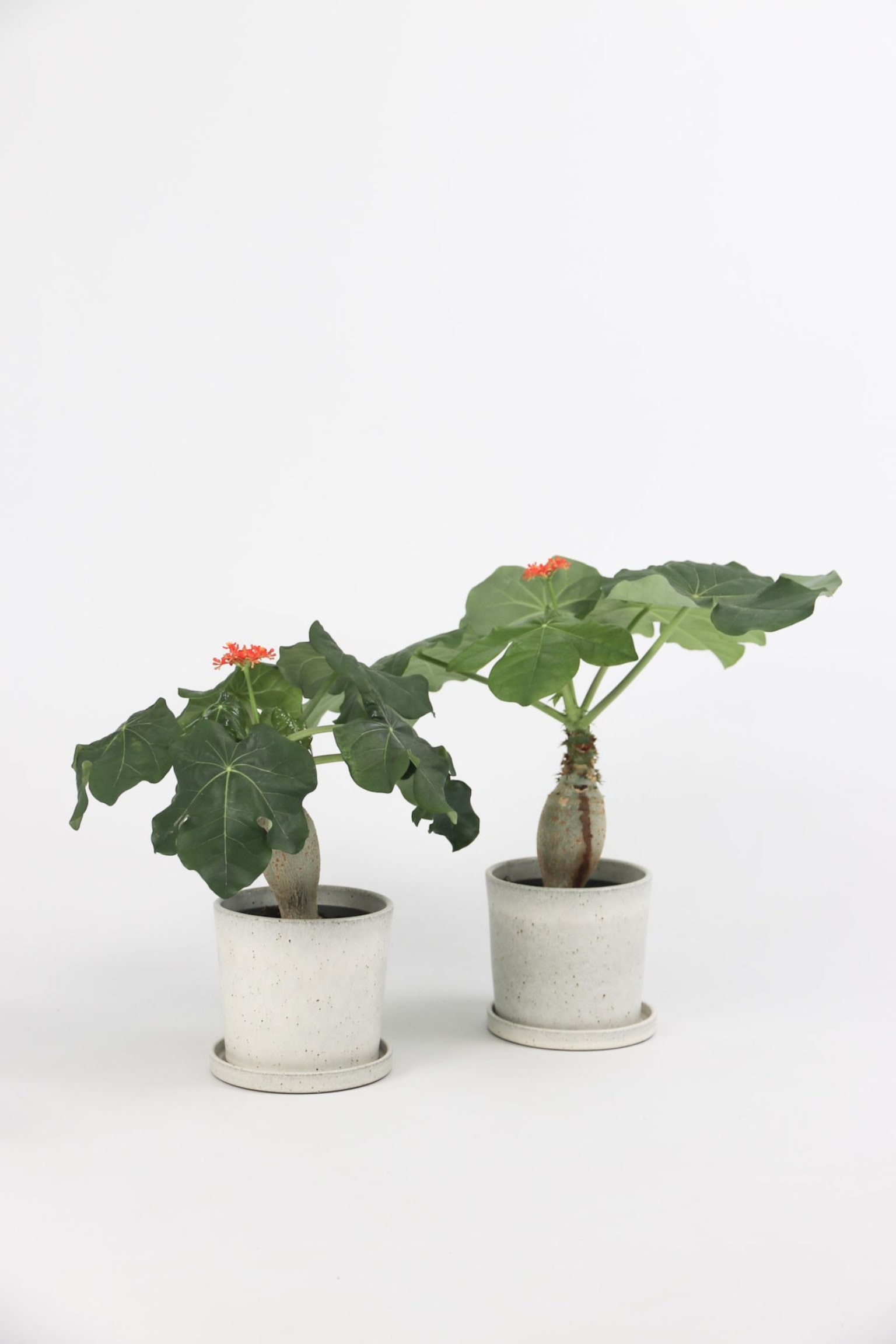 Jatropha Podagrica - Set Av 2 - H 25cm - 1