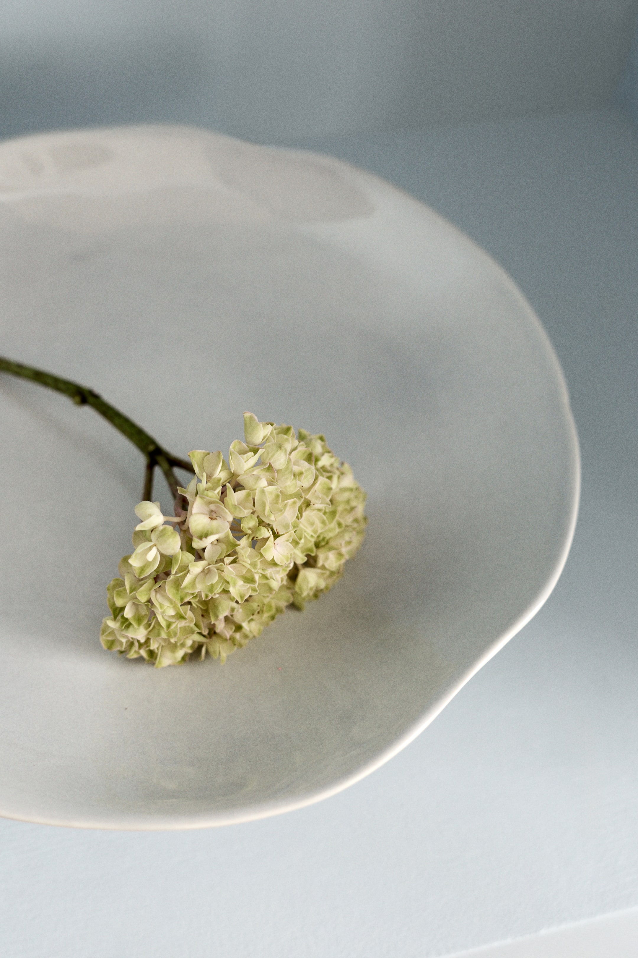 View larger image: A pale green flower cluster, showcasing numerous small, tightly packed florets, rests on a light gray, shallow dish with a wavy edge, its dark green stem extending to the left.