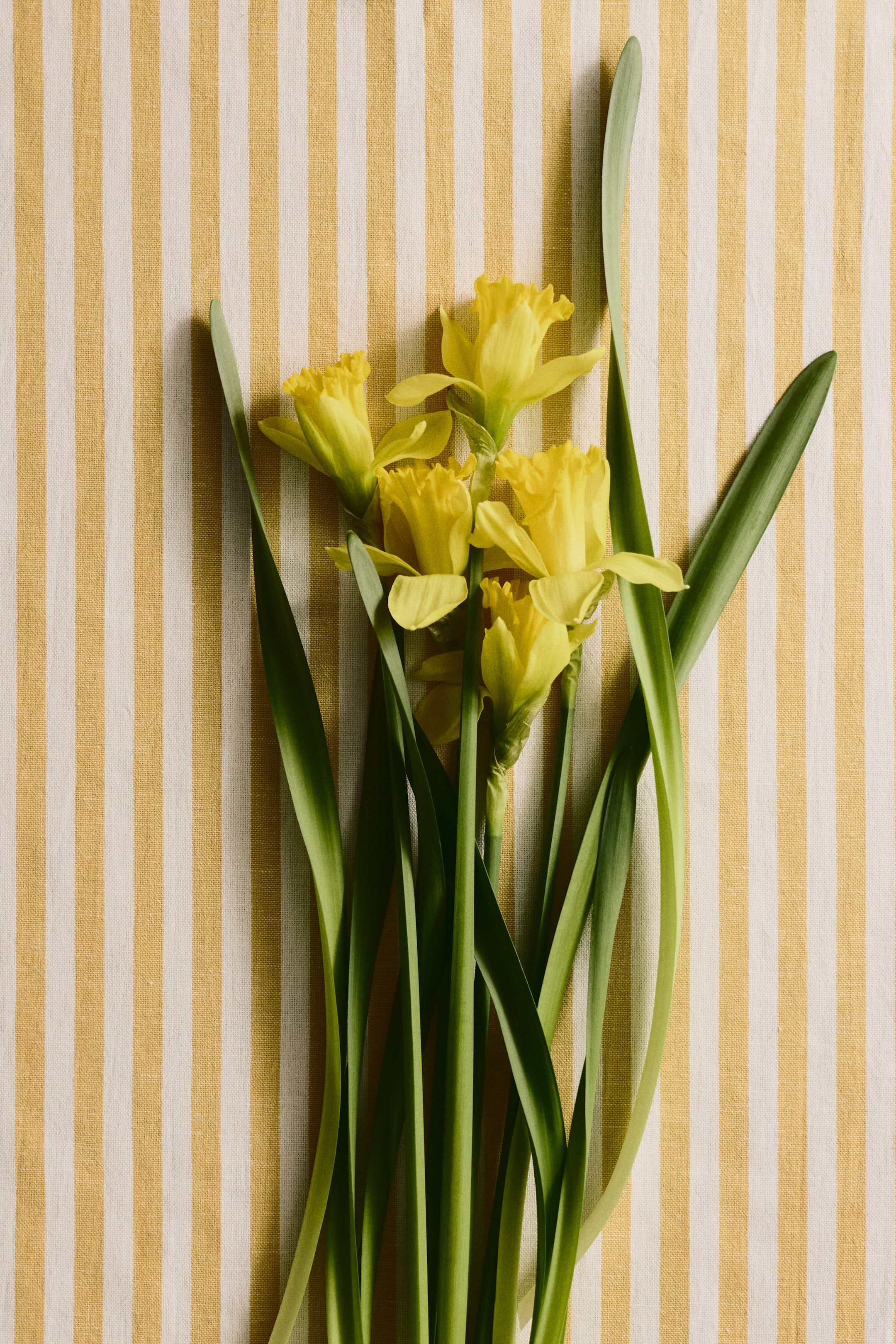 View larger image: A cluster of yellow daffodils lies flat, facing upwards, highlighting their trumpet-shaped coronas, encircling petals, elongated green stems, and broad green leaves.