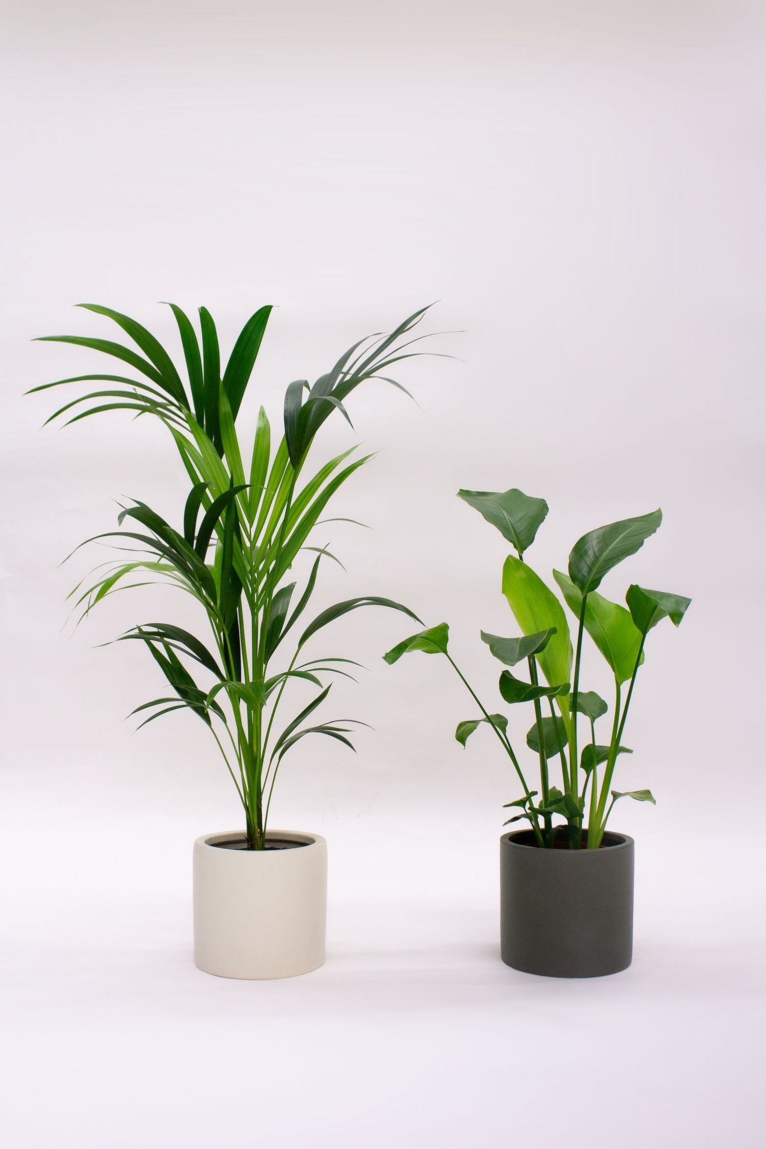 Medium Plant Pair - Set Of 2 - 1