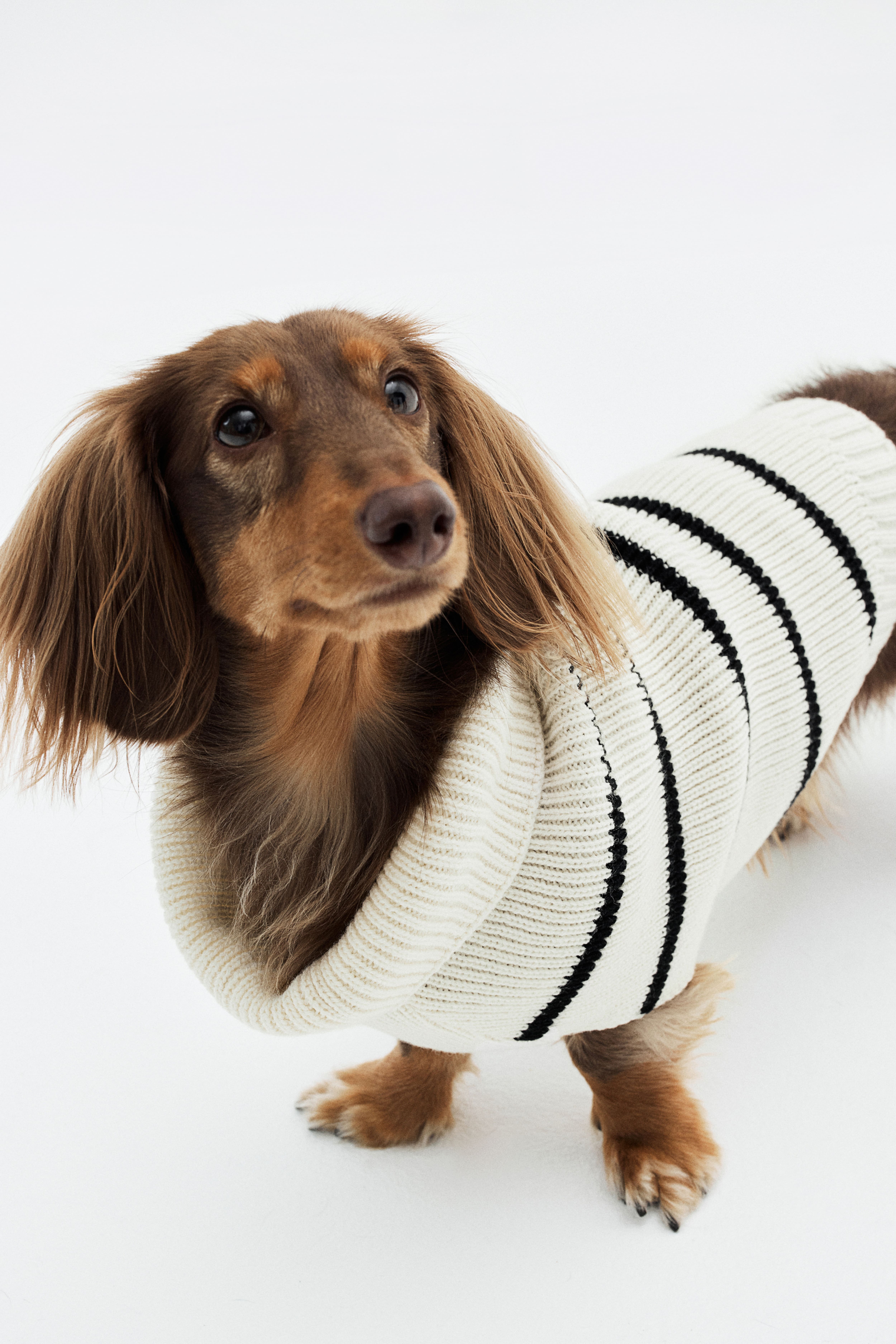 Rib knit dog jumper White Striped Ladies H M GB