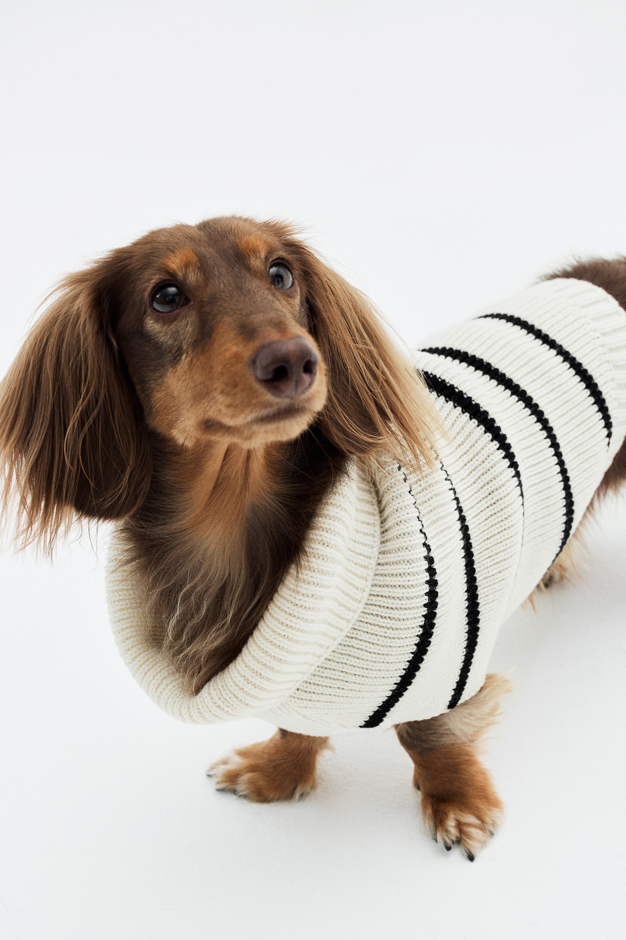 Rib-knit Dog Sweater