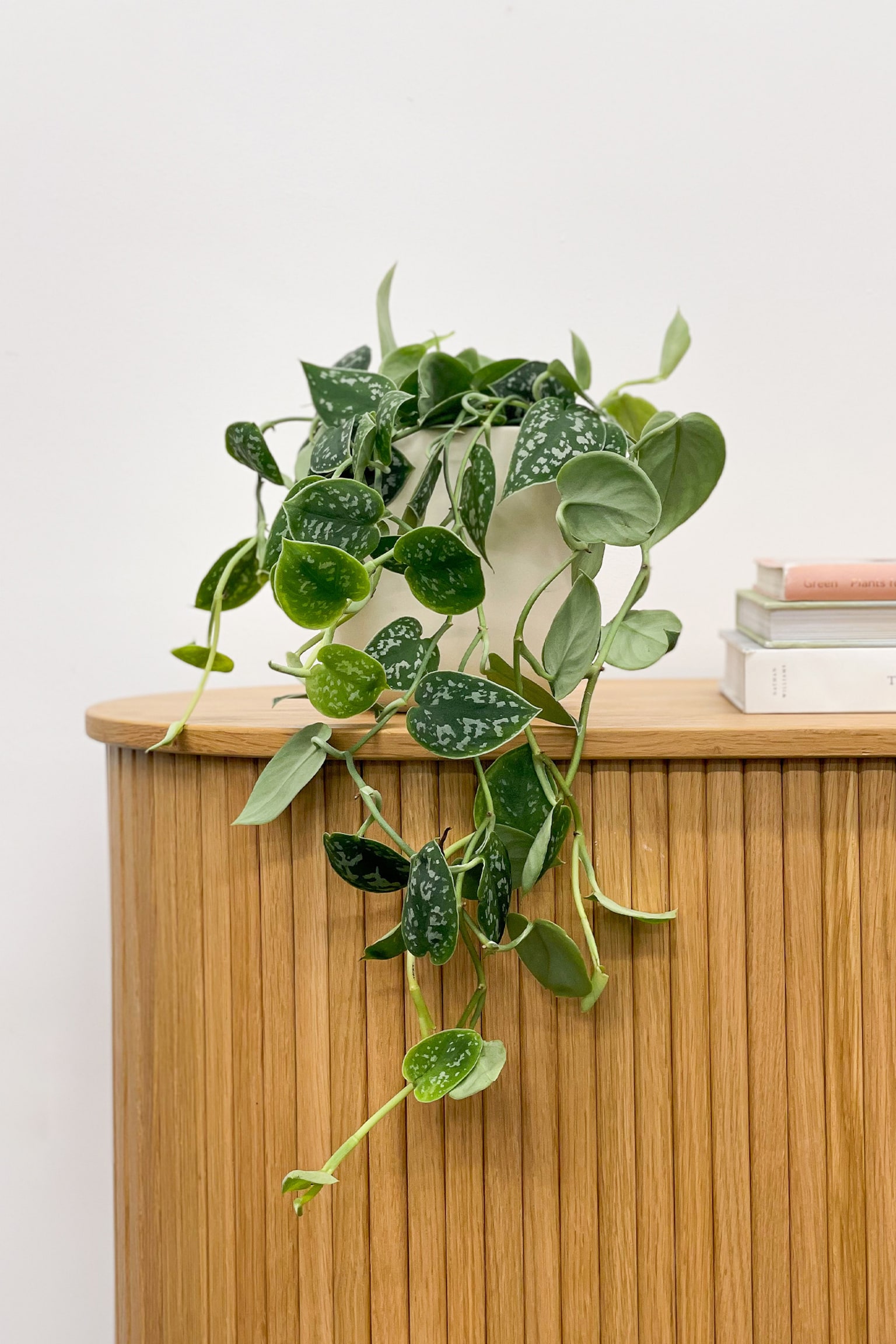 Hanging Satin Pothos - H30cm - 2